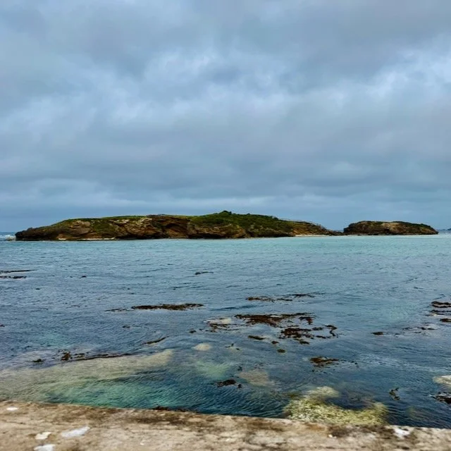 Warrnambool: Dogs and Penguins