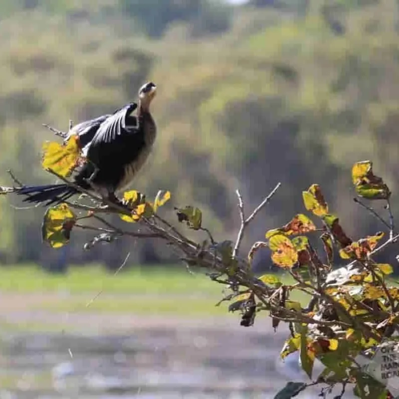 Fogg Dam: Birds, Crocs and Breakfast