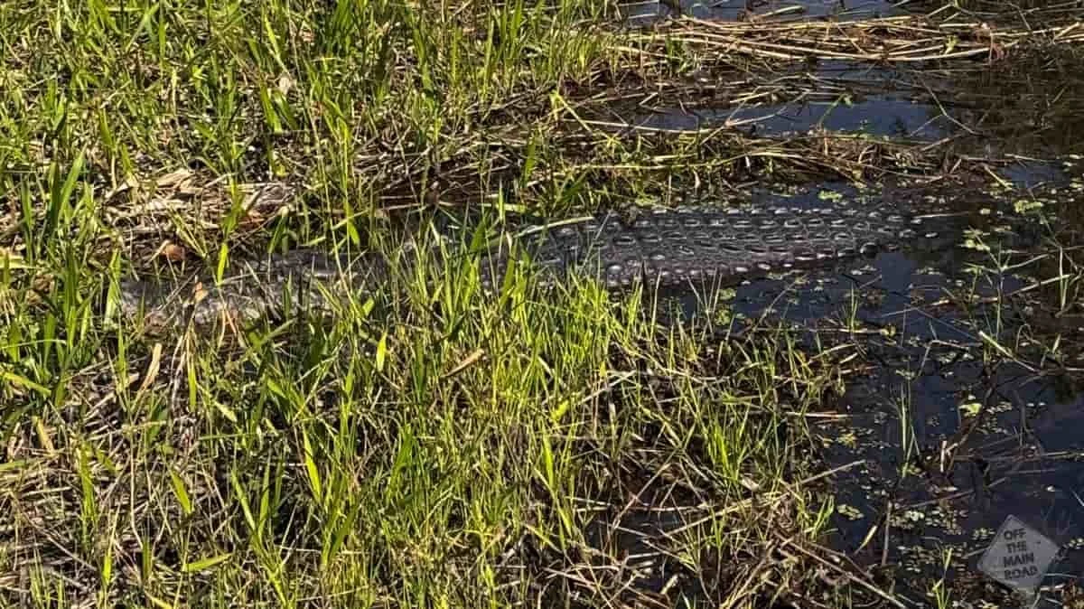 Saltwater Crocodile in Thick paperbark and reed beds viewed from an airboat on the Northern Territory Airboats Darwin wetlands tour