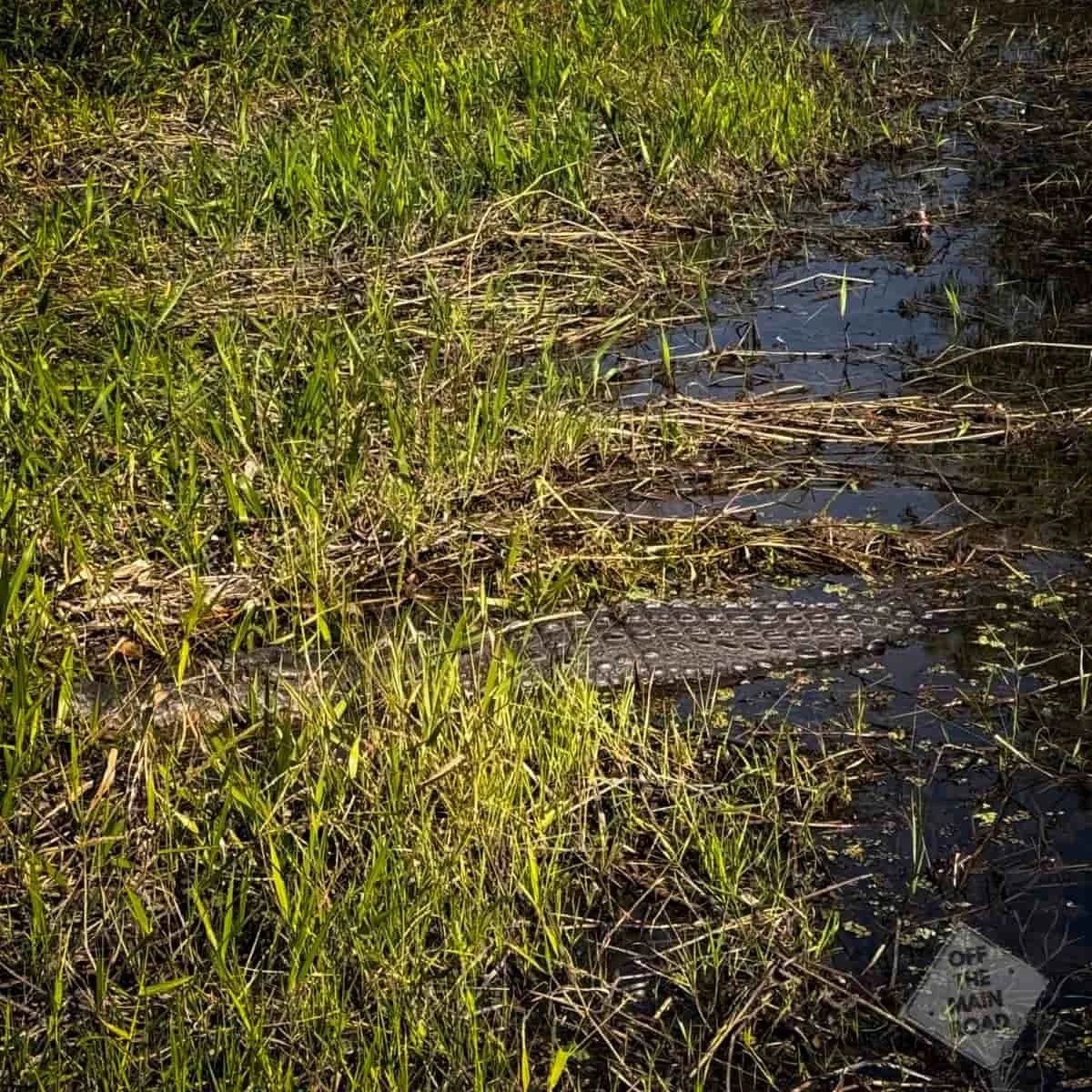 Saltwater Crocodile in Dense wetland reeds and grasses seen from a Northern Territory Airboats tour in the Darwin flood plains