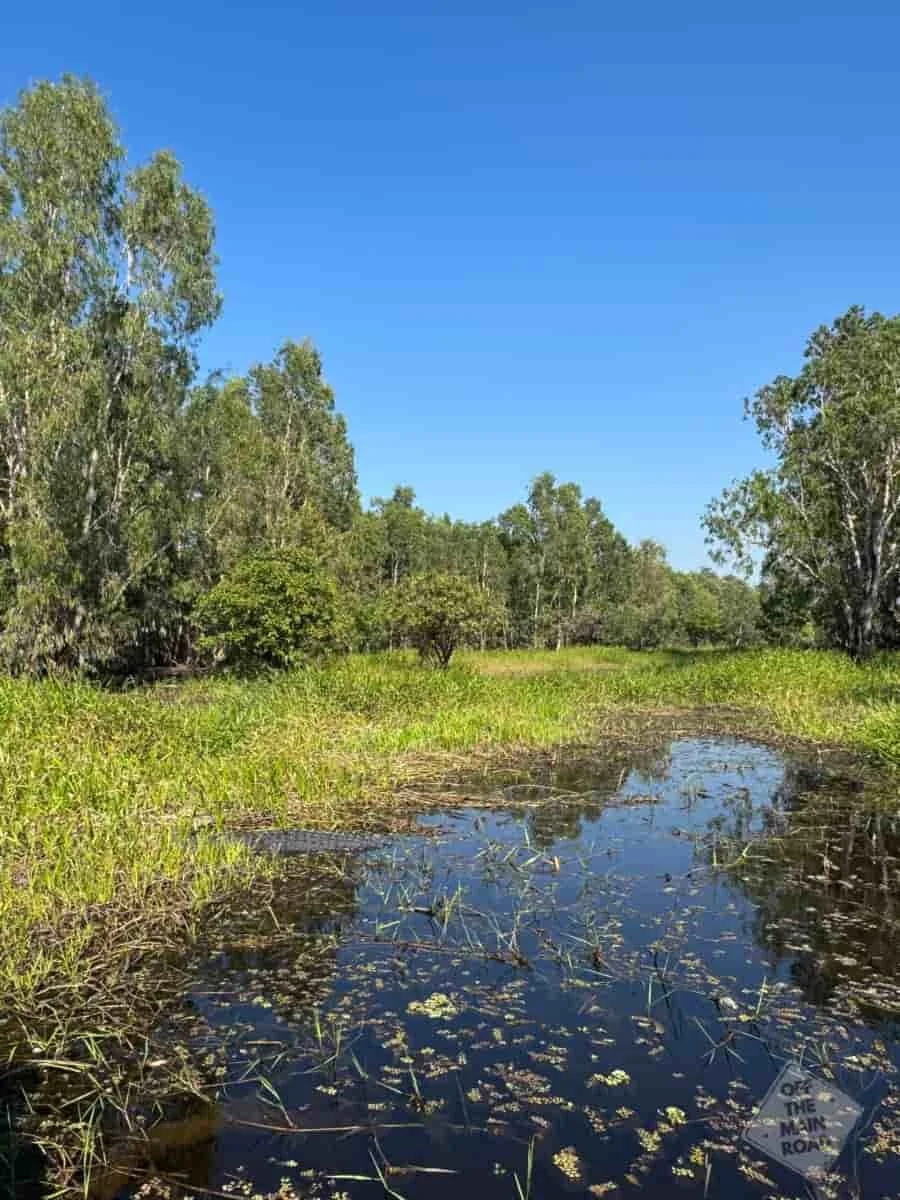 Narrow wetland channel flanked by paperbarks and lily pads on a Northern Territory Airboats experience near Darwin