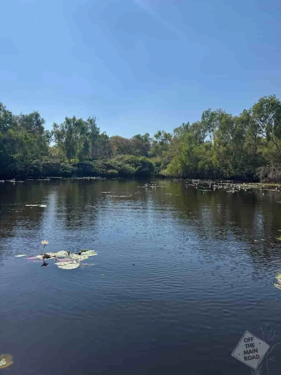 Pelicans resting on a calm Darwin wetland billabong seen during a Northern Territory Airboats experience