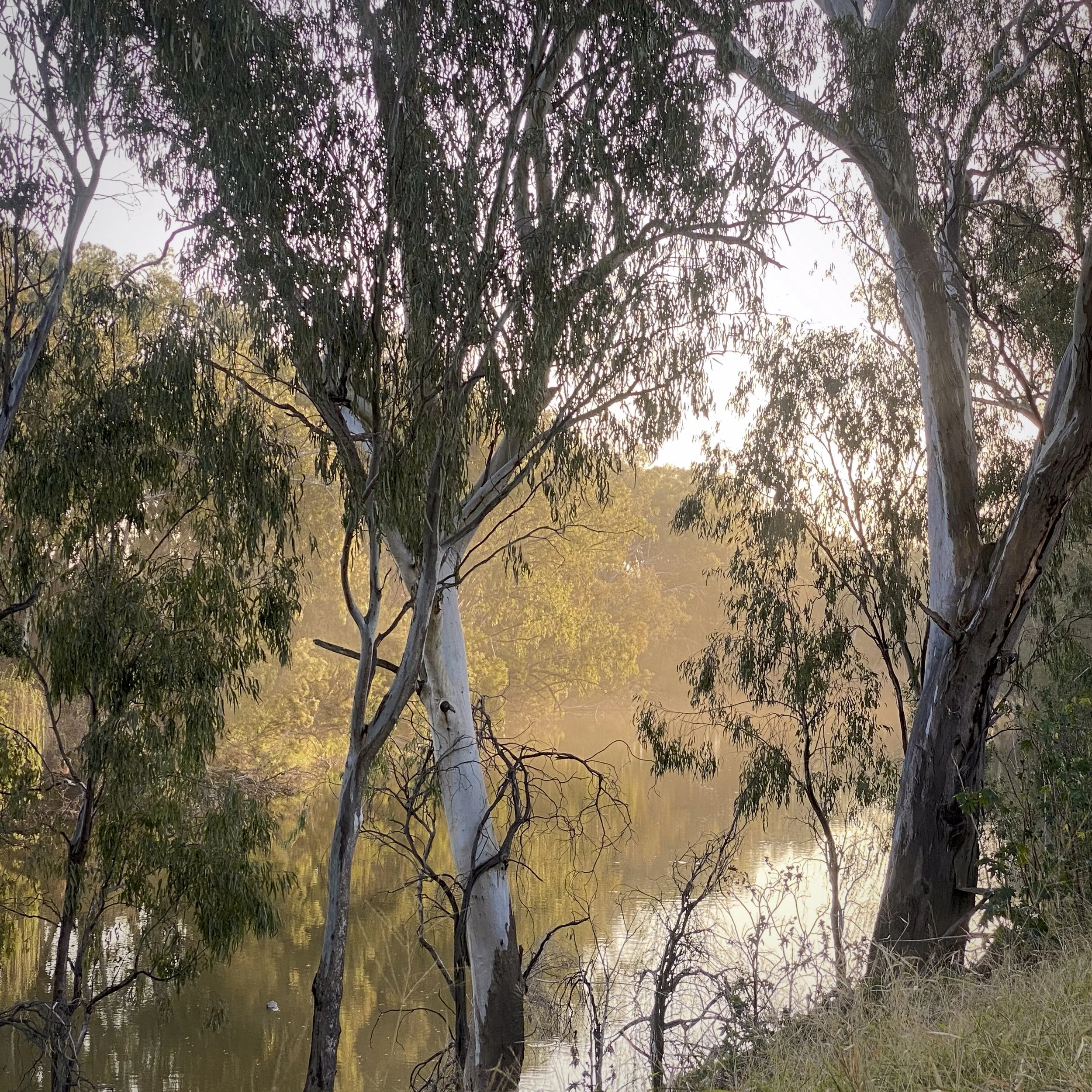 Macintyre River, Goondiwindi, Queensland