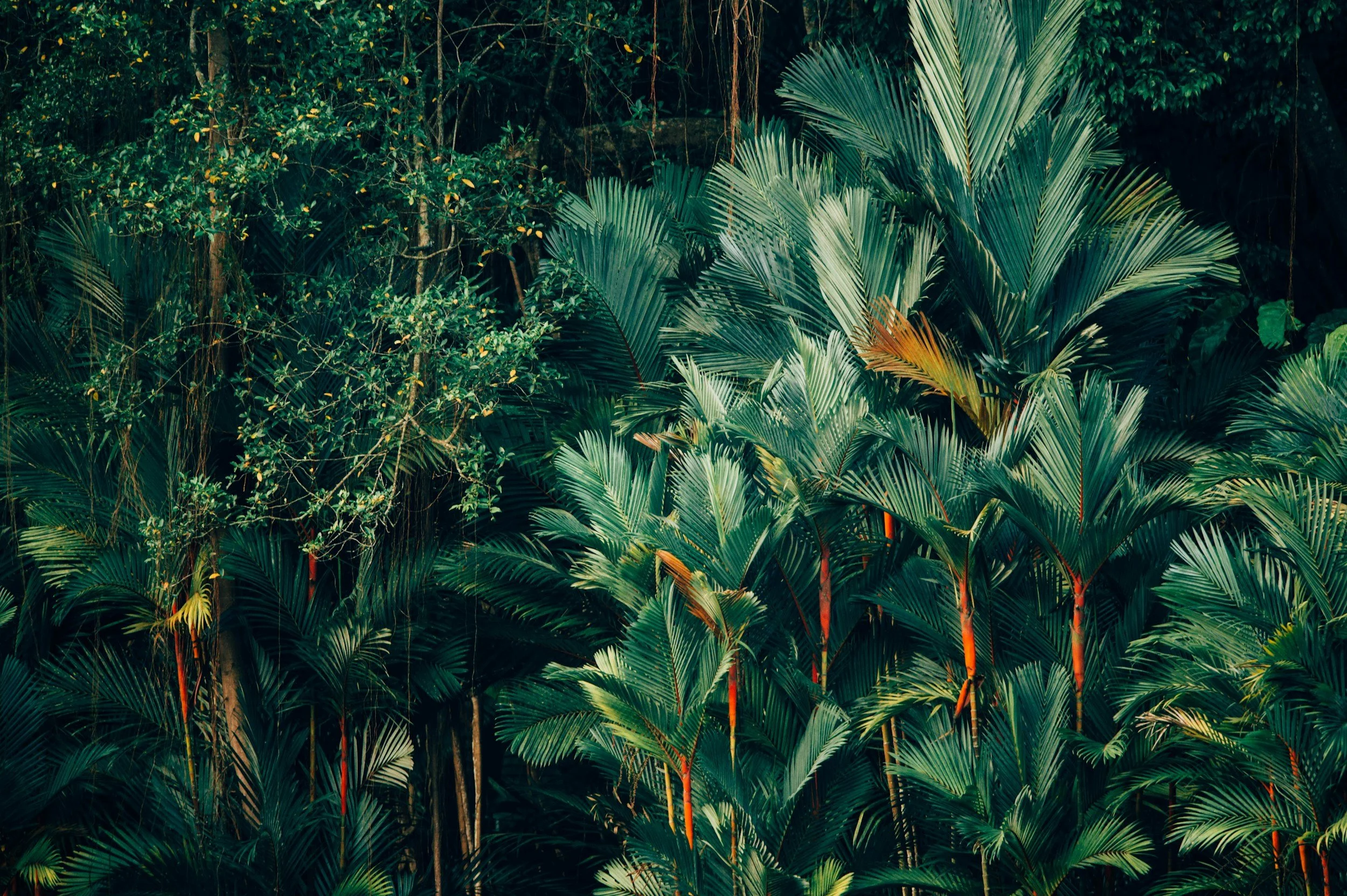 unsplash-image-9G1kXjqOq4U.jpg