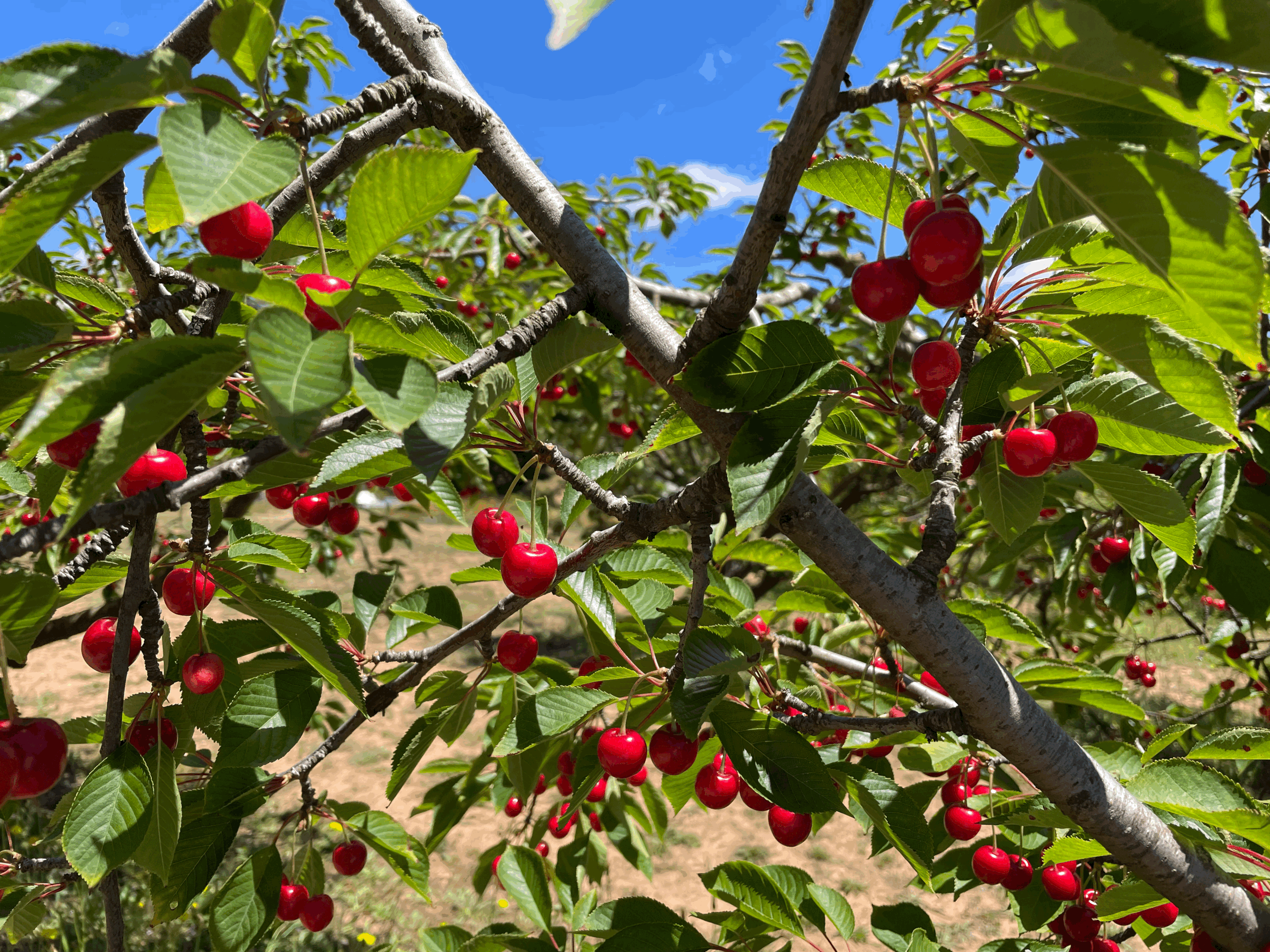 Wise Women’s Circle, Monthly Sunday Salon
