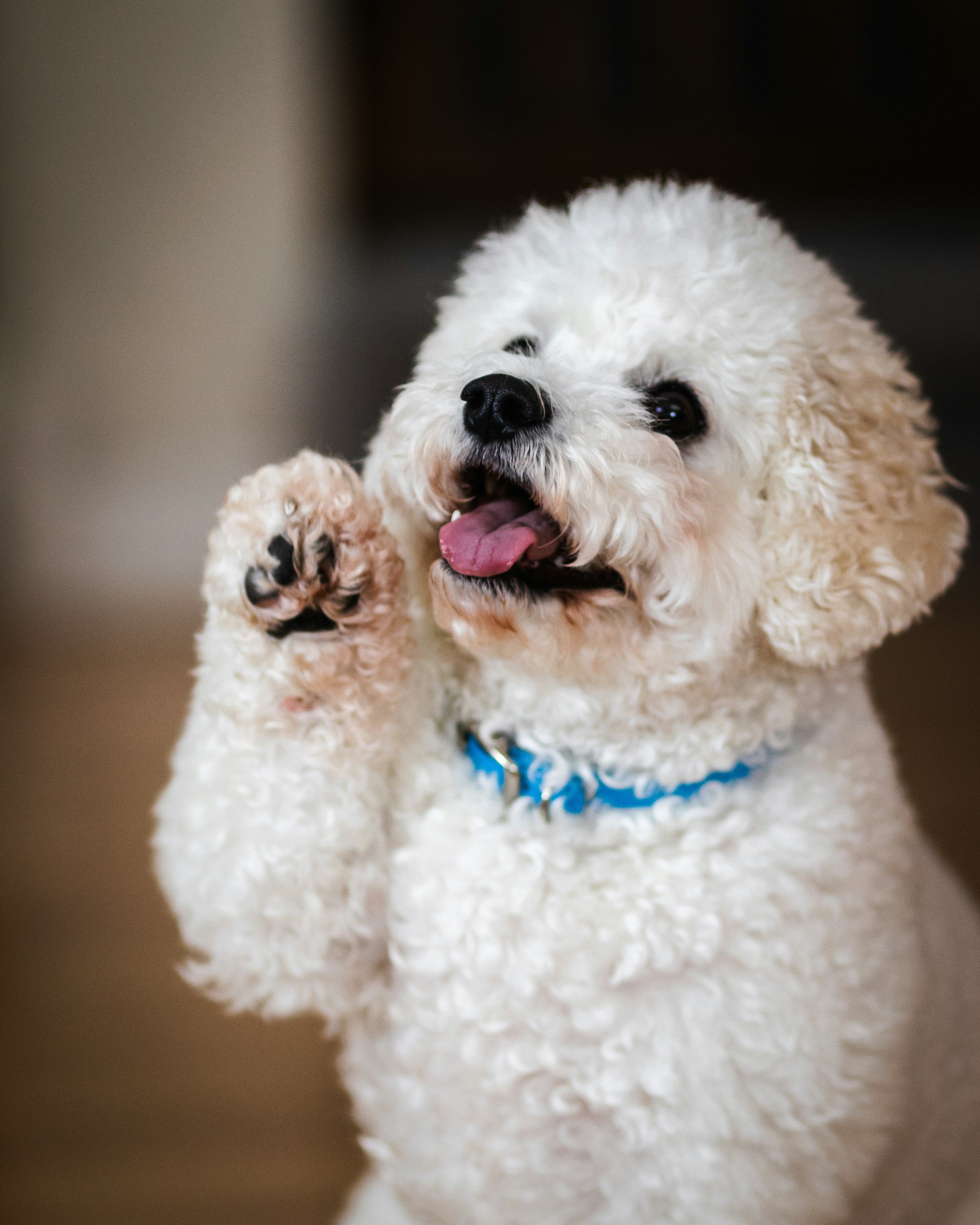 Can dogs really talk? Why I’m not so convinced the “button training” hype is legit