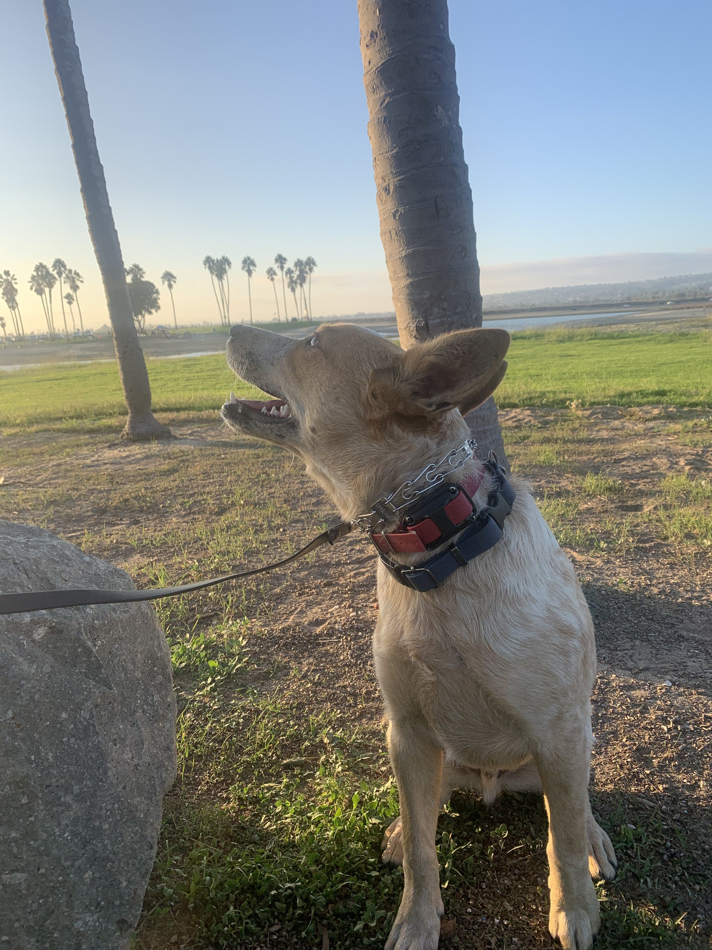What’s the Deal with Prong Collars?
