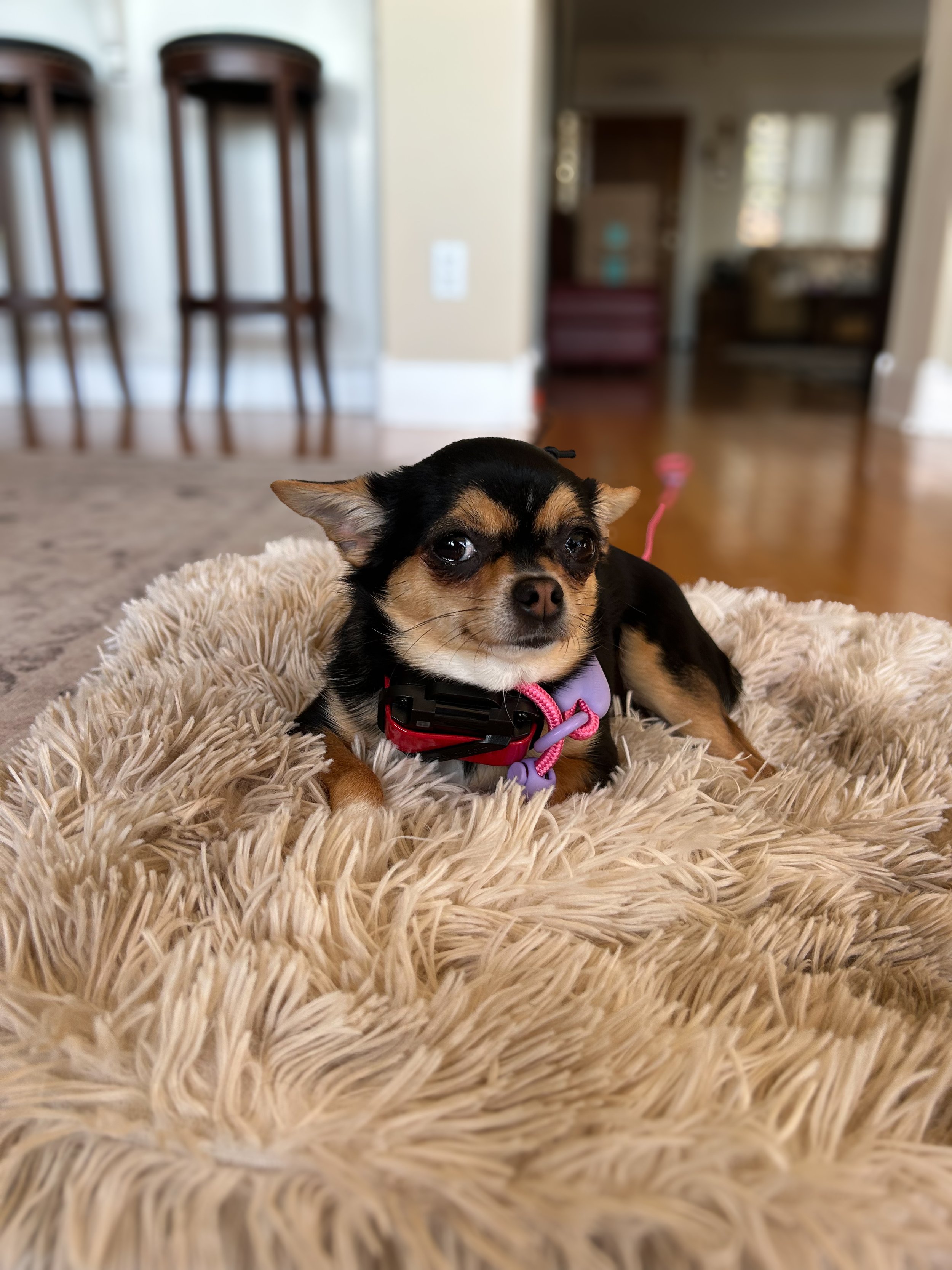 Lessons in leash training with a four-pound chihuahua