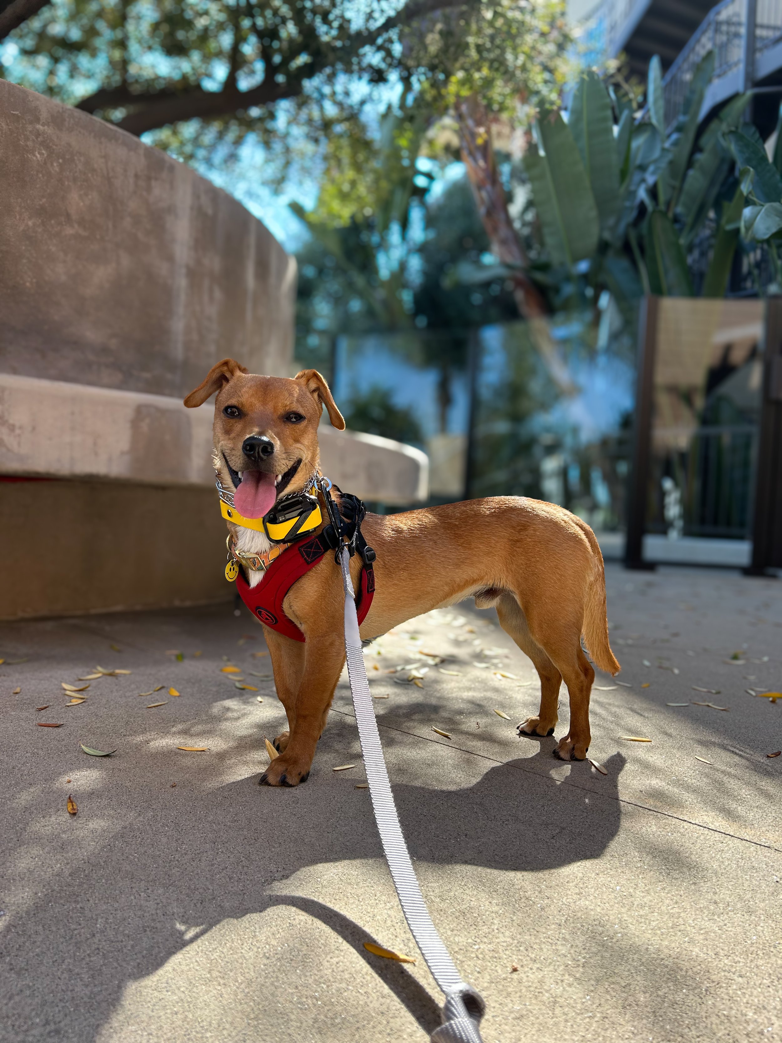 Big win with a nervous dog: The power of a Bootcamp Program