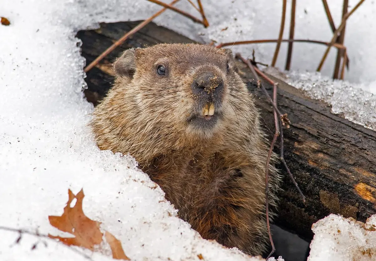 ❄️ Phil&rsquo;s shadow means another six weeks of cozy blankets, hot cocoa, and snow‑filled streets! Who&rsquo;s ready to embrace the extra winter wonder? #GroundhogDay #WinterIsHere