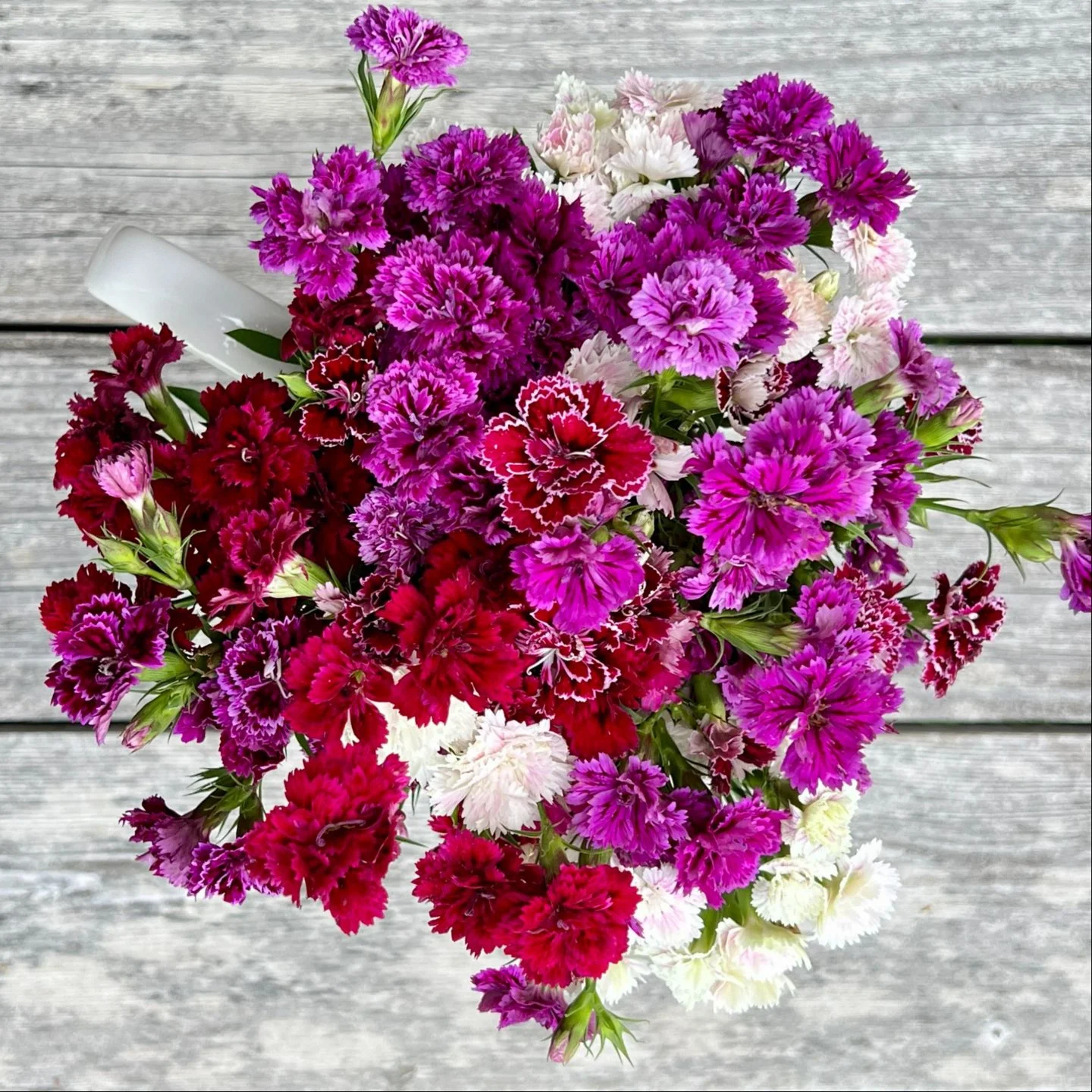 Sweet William.jpg