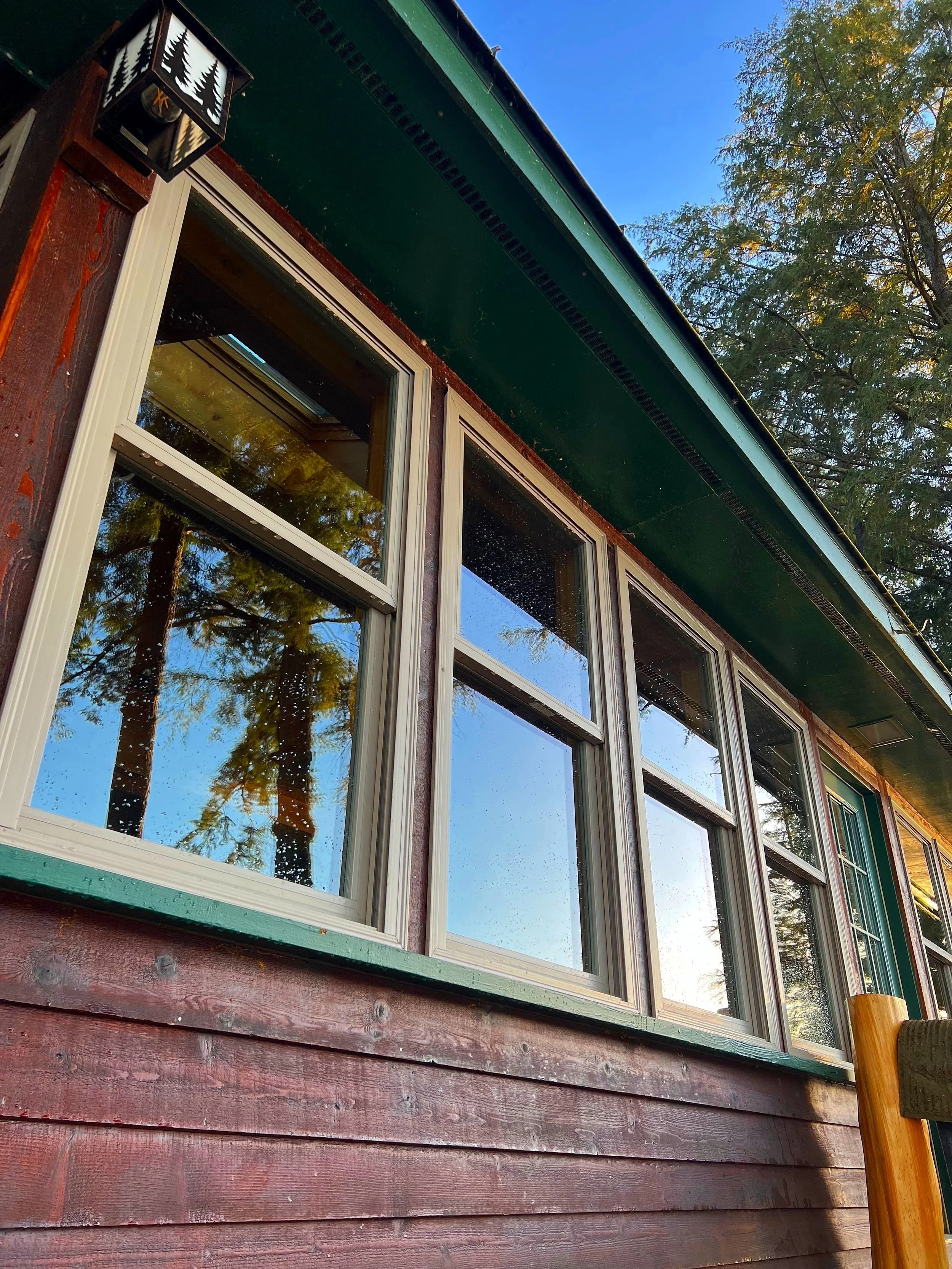 high windows tree.jpg