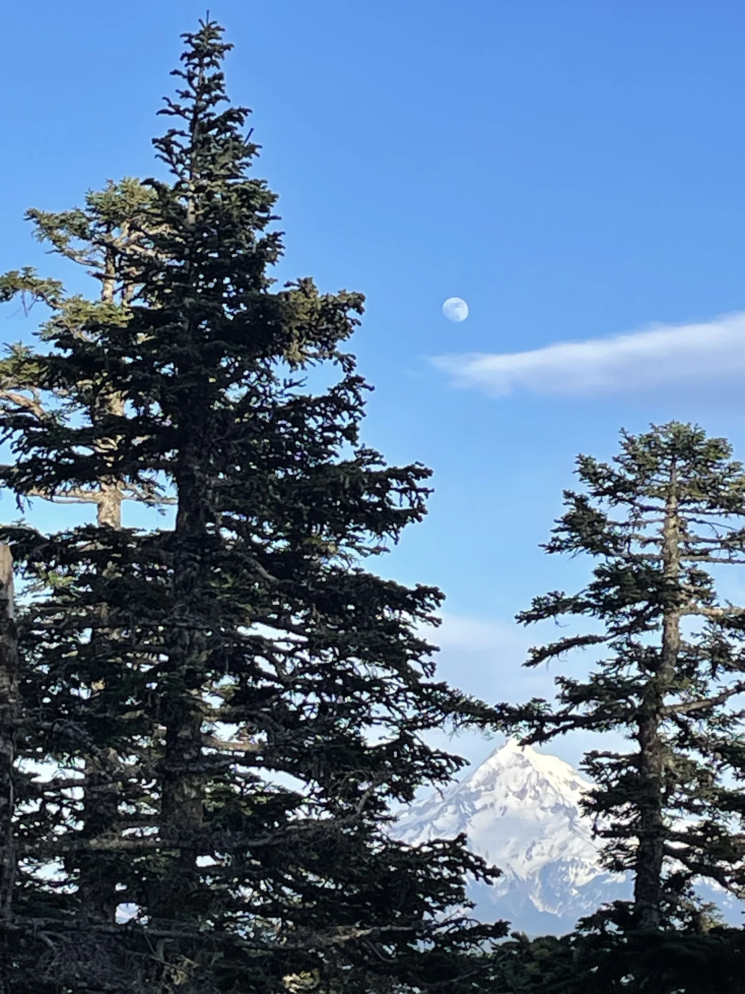 Getting Going Consultation