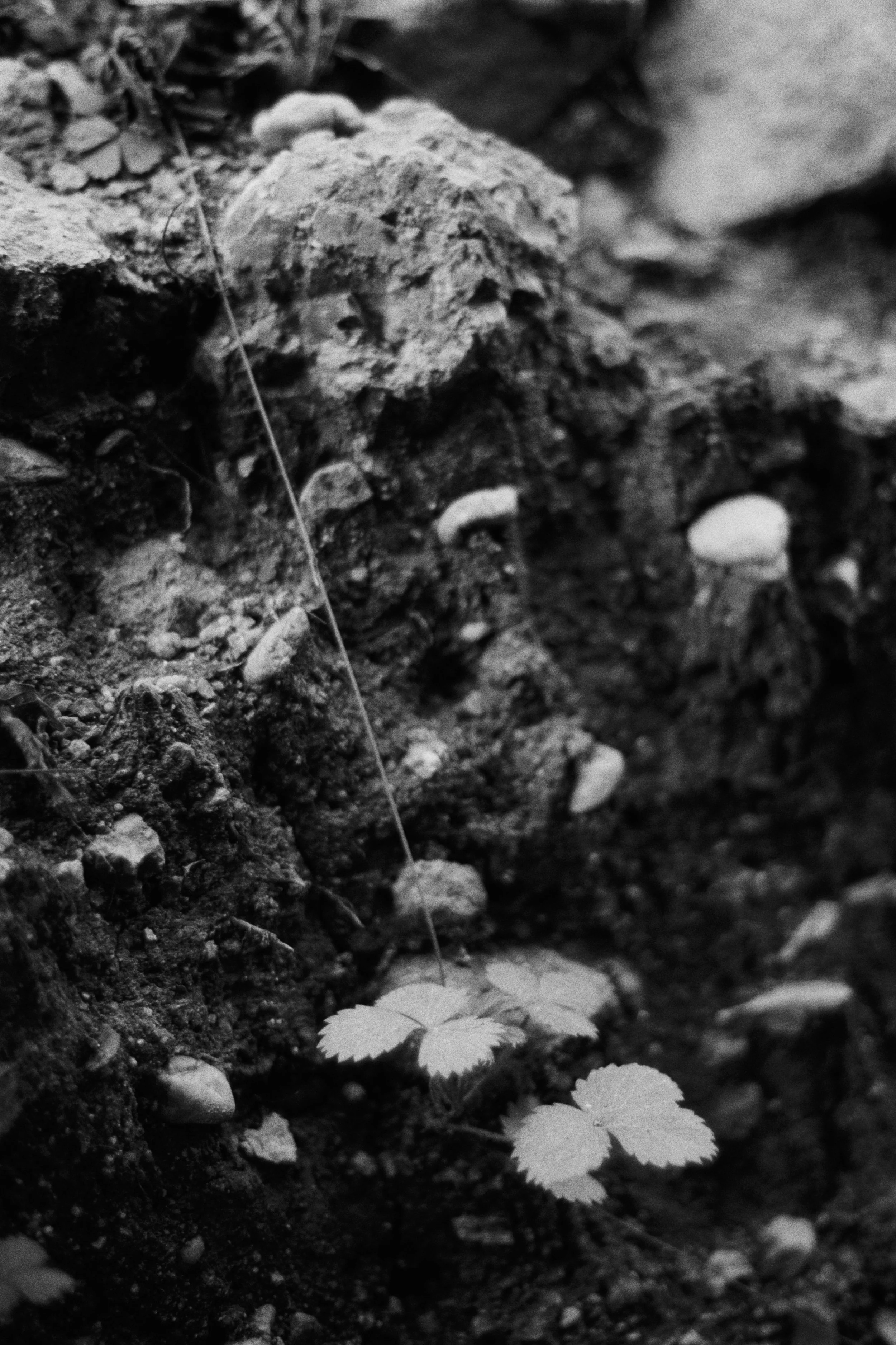 Wild Clay 000053.JPG