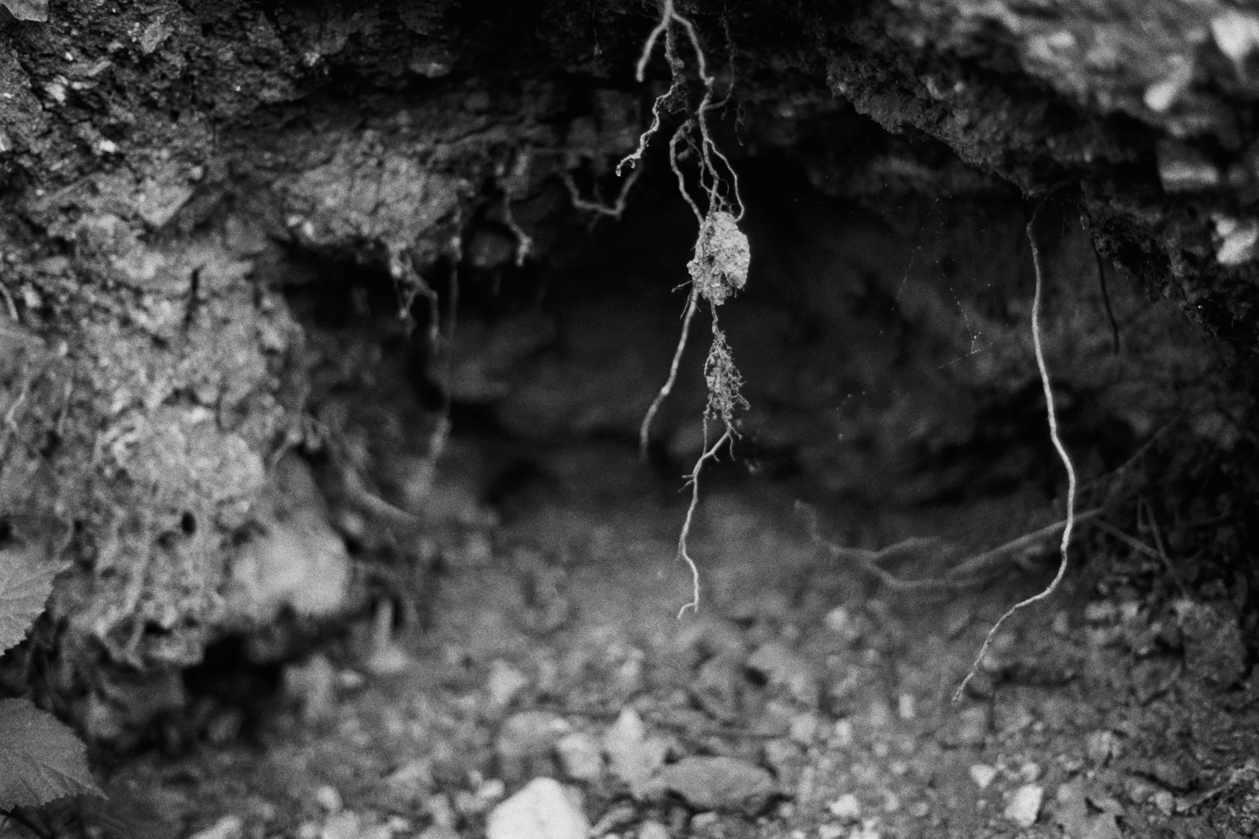 Wild Clay 000054.JPG