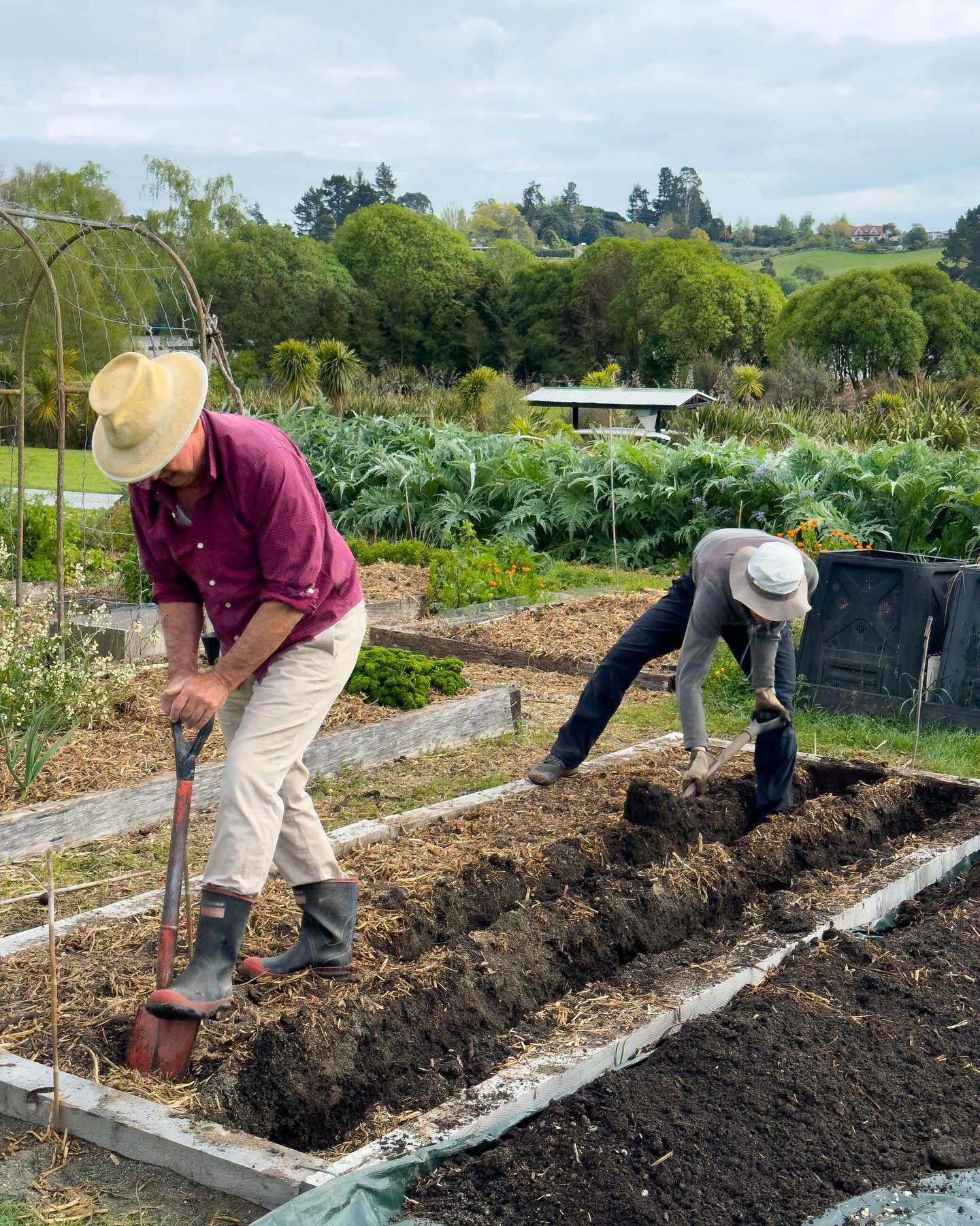 Yesterday was a momentous day in the vegetable garden&hellip; after many years of thinking about it we have at last got around to planting an asparagus bed.  We&rsquo;ve spent months filling it with compost, seaweed, manure, sand, and dead rabbits.  