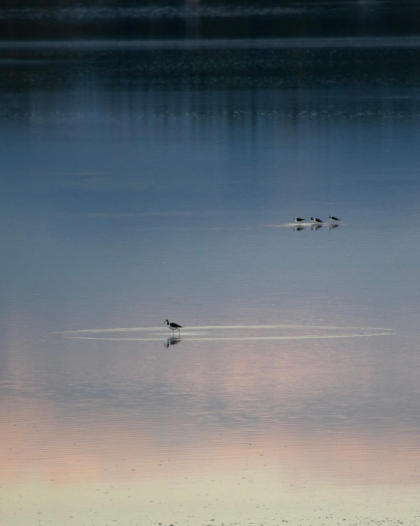 Poaka (pied stilt), Waimea Inlet. 

#poaka  #waimeainlet  #applepickerscottages