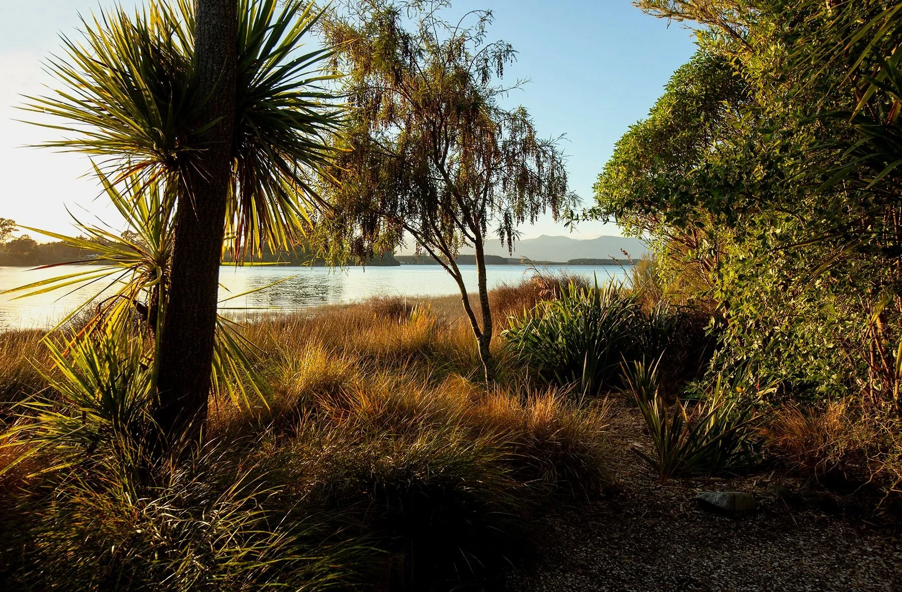 A scenic view of a tidal inlet area with tall grass, trees, and a body of water in the distance, under a clear blue sky.