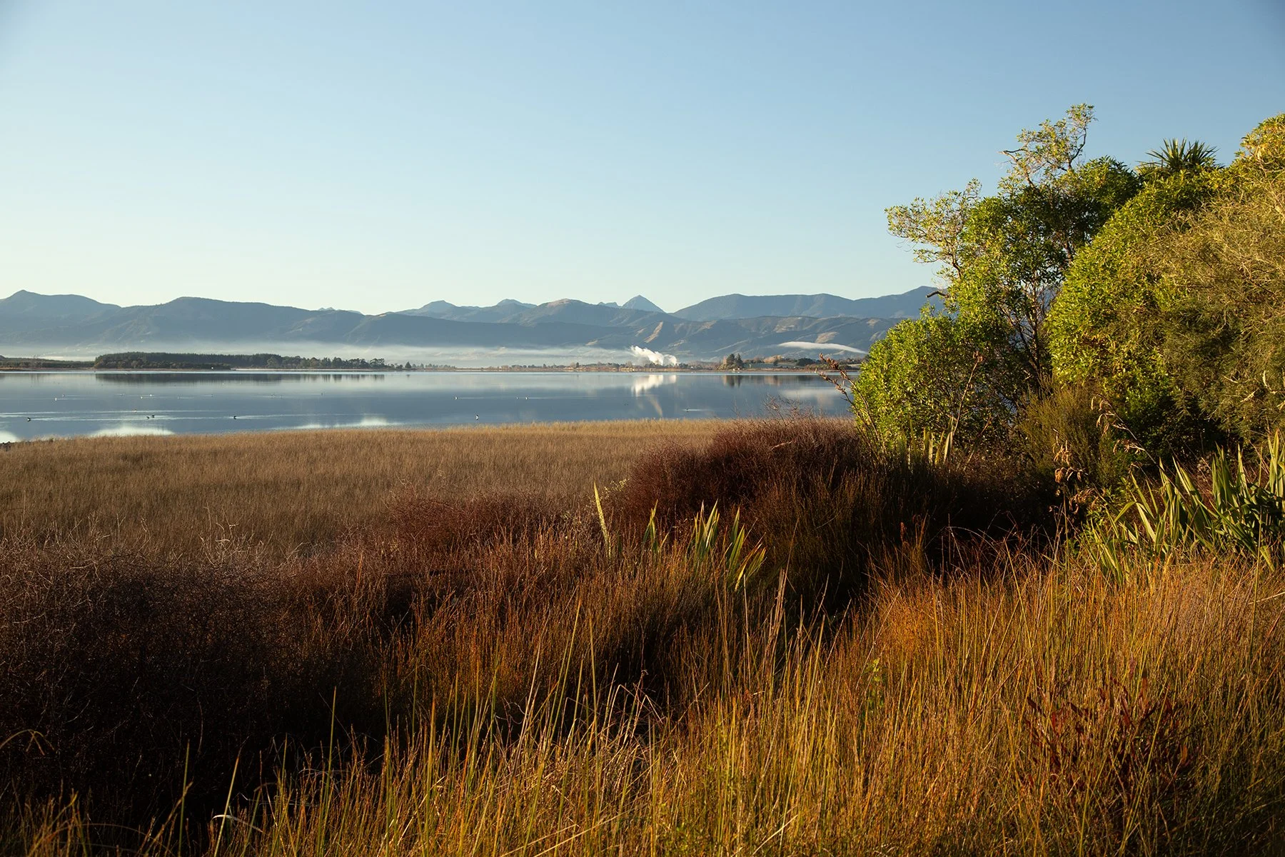 A landscape of a marshy area with tall brown grass, green bushes, and trees on the right. In the background, there is calm water with mountains and a clear sky.