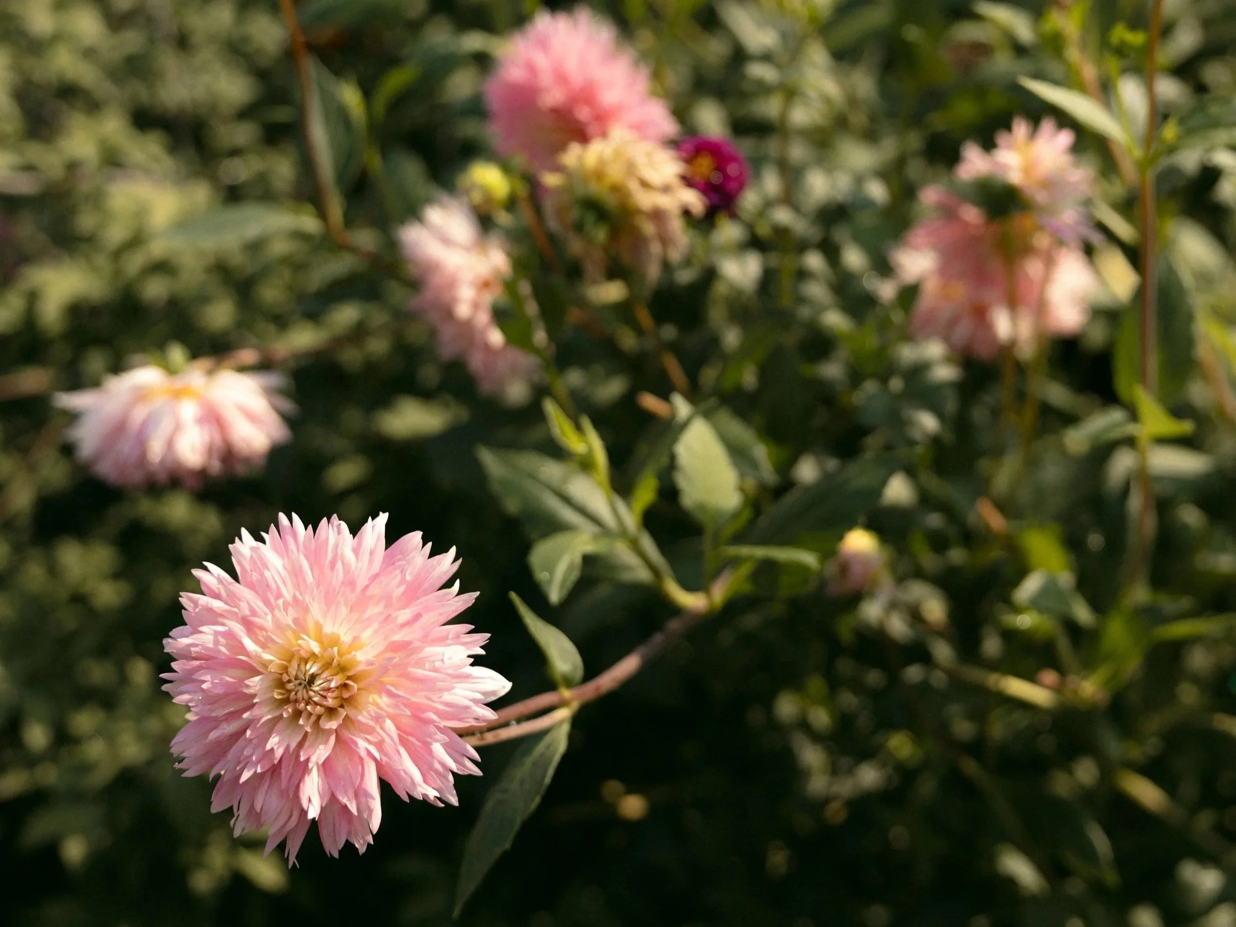 Wedding dahlias in Wenatchee Washington