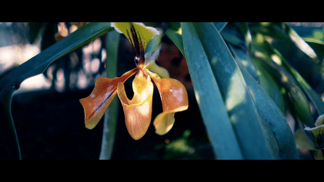 Moodtape Guerlain - Helmut Agency 