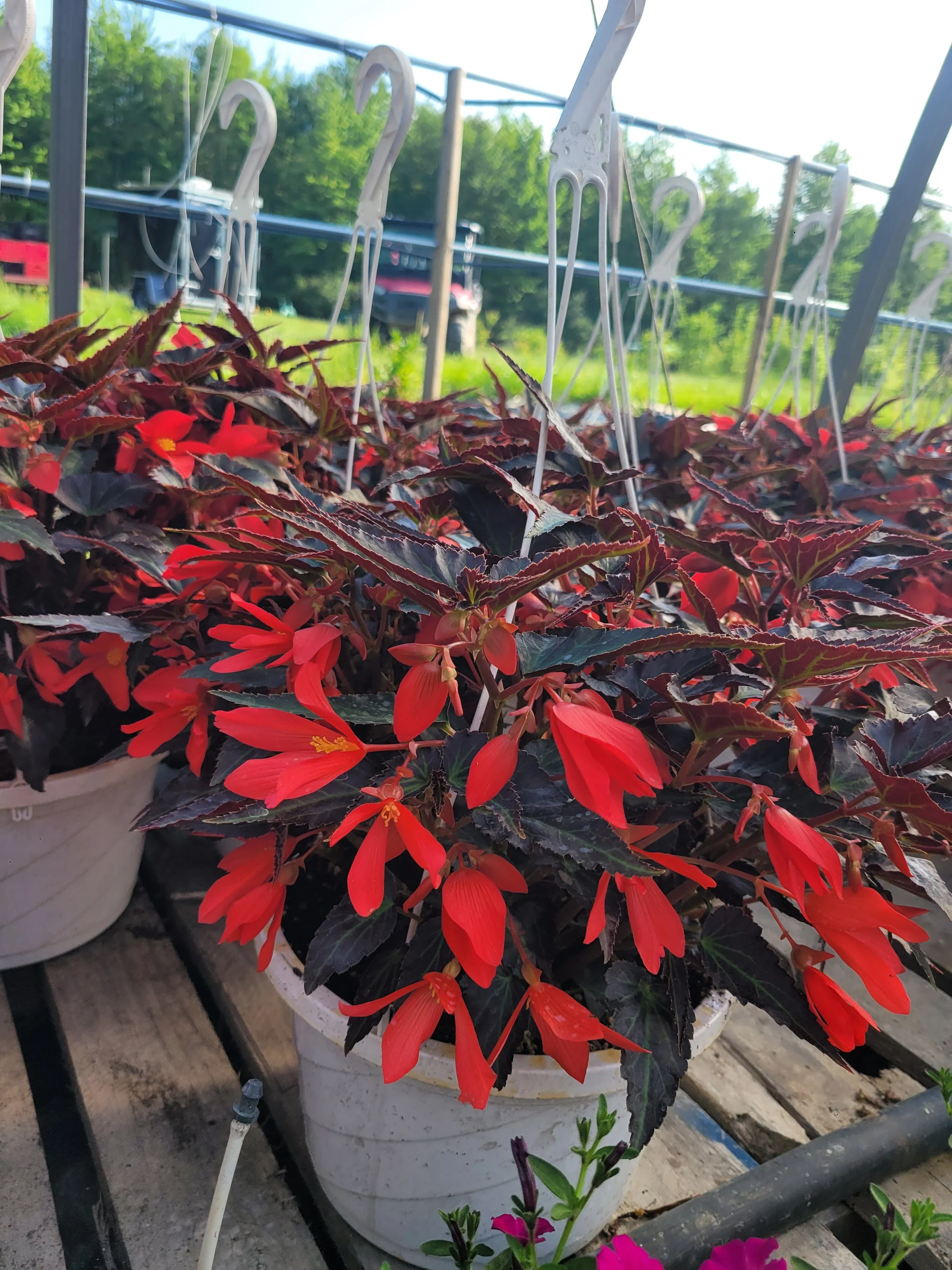 Begonia Bossa Nova Night Fever