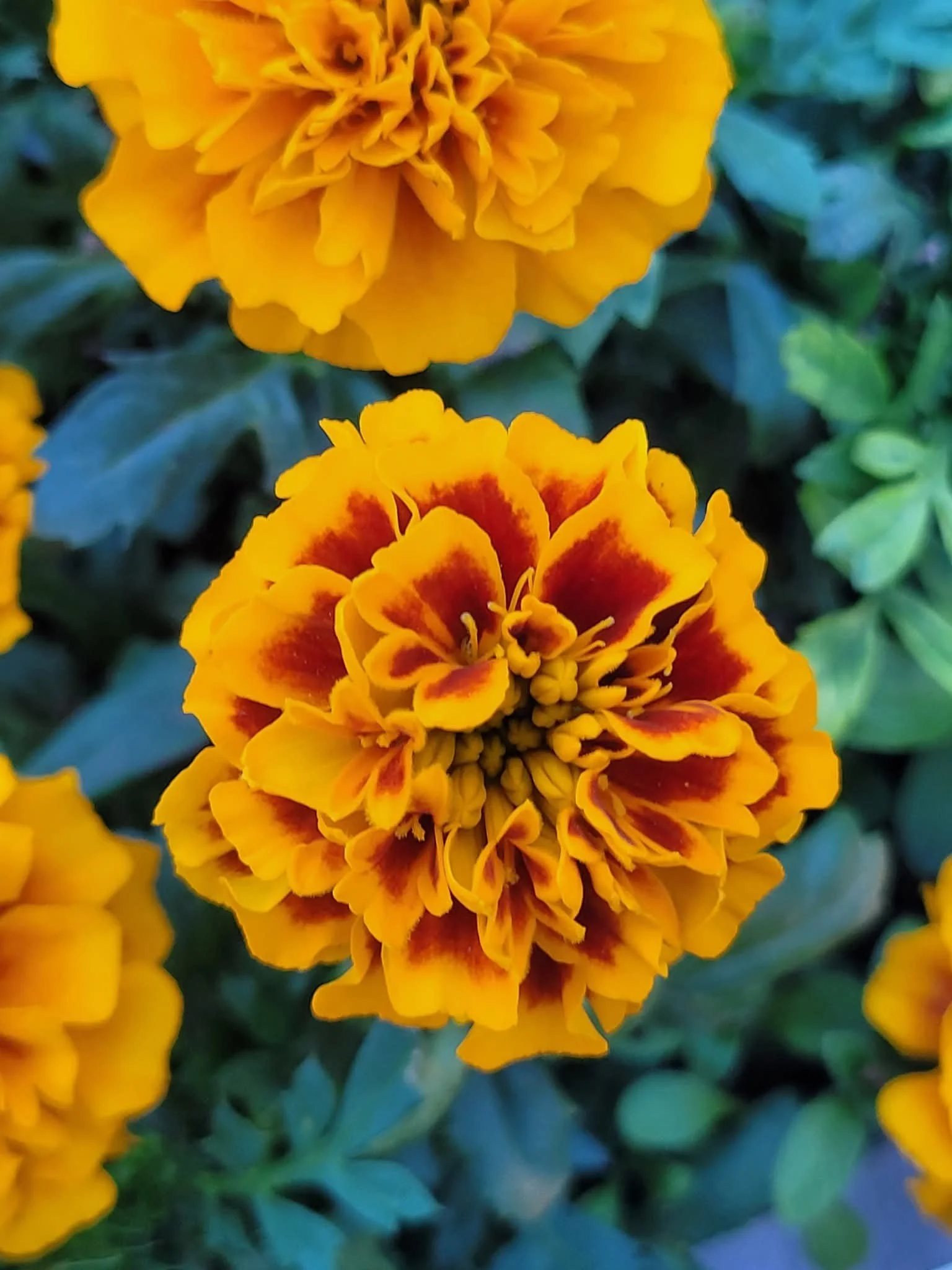 Marigolds