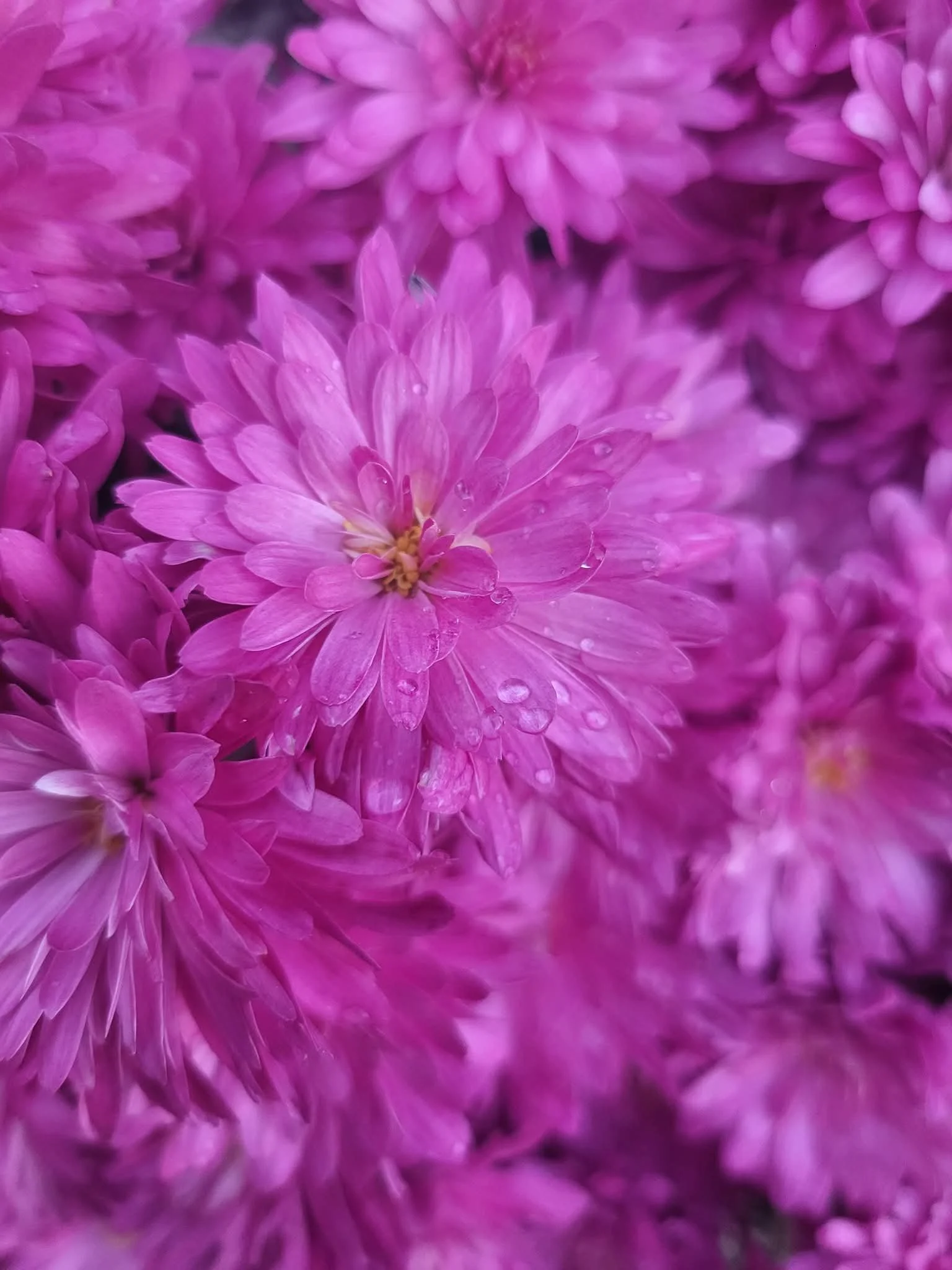 MUMS AND ASTERS