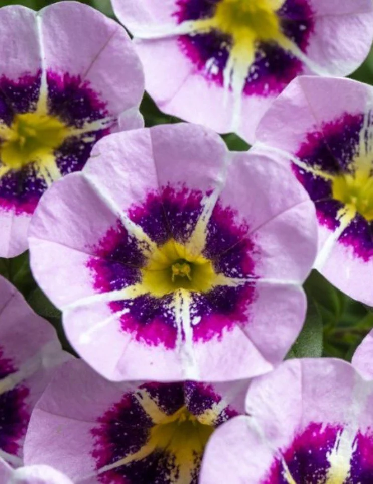 Calibrachoa Star Child