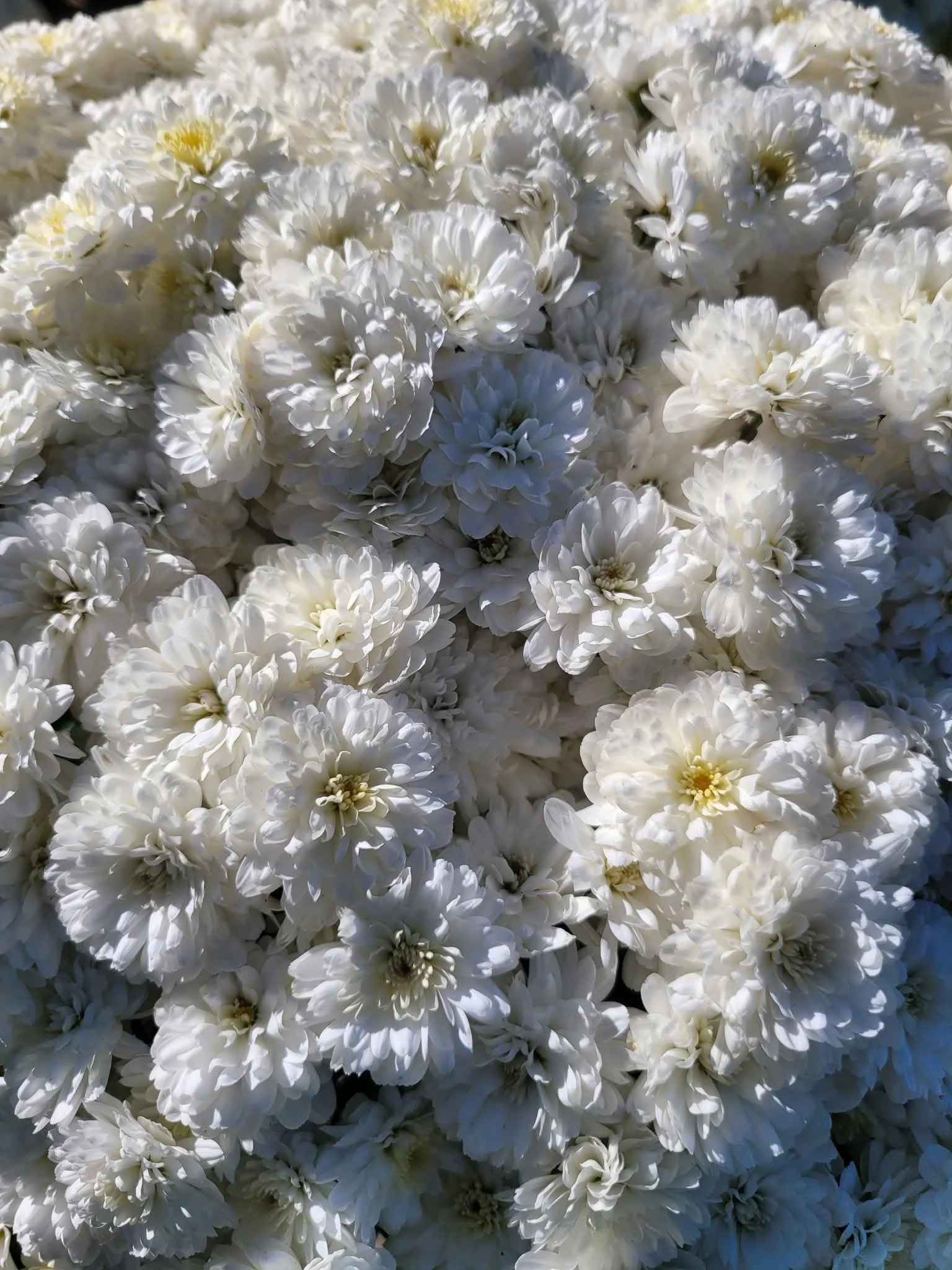 Garden Chelsey White