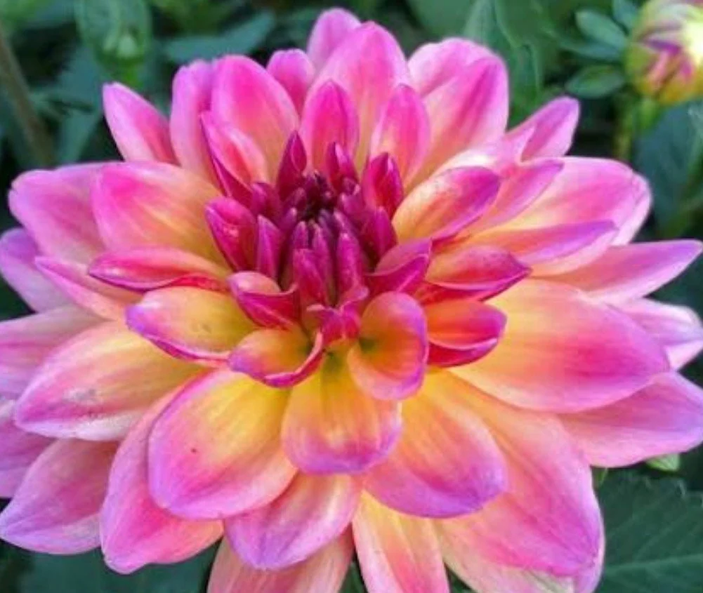 Dahlia Hypnotic Rose Bicolor