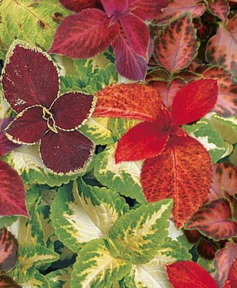 Coleus Wizzard Select