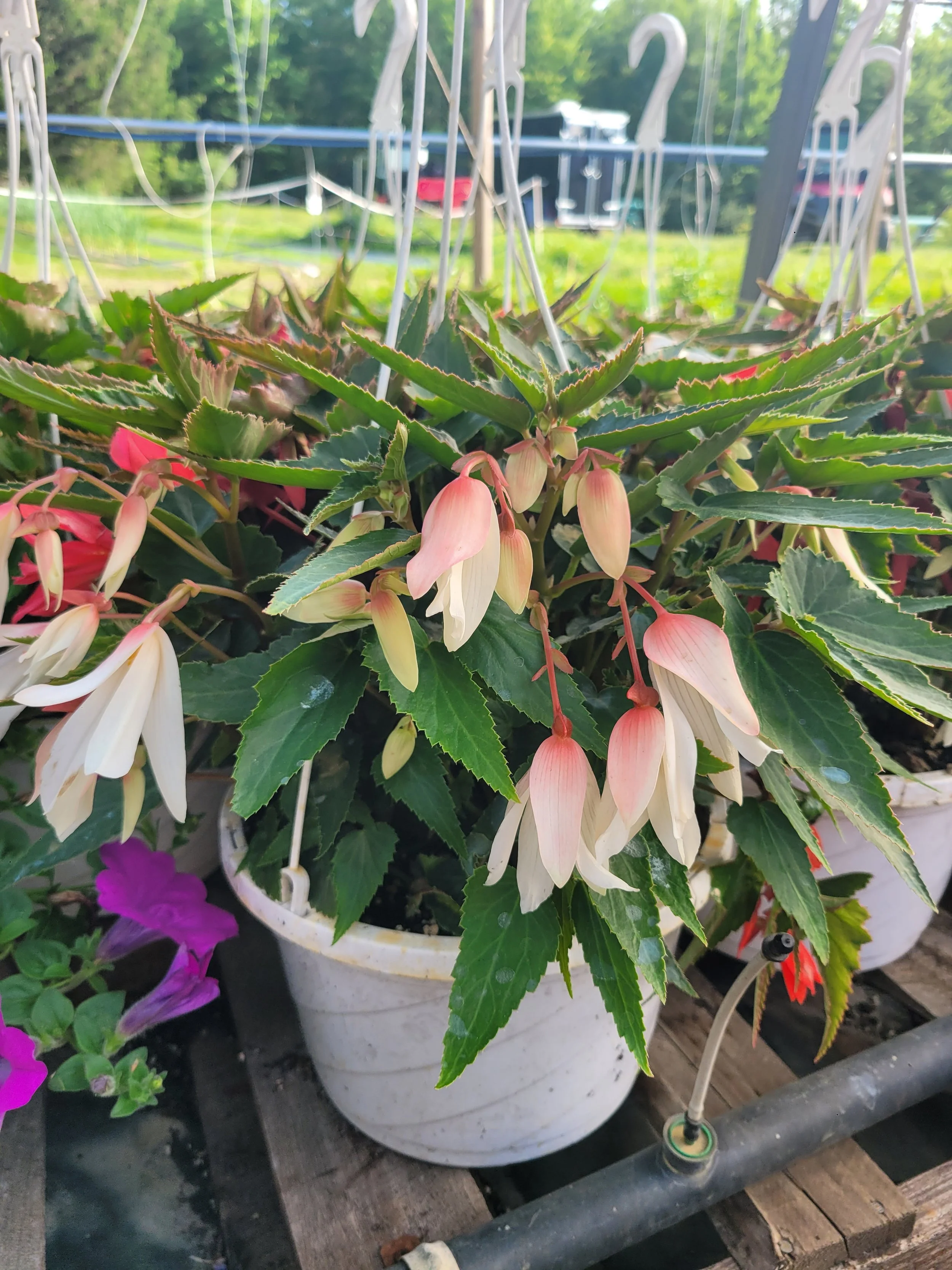 Begonia Bossa Nova Mix