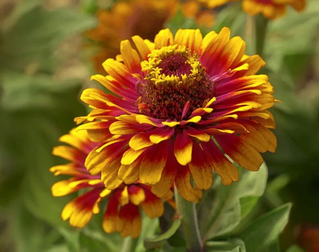Zinnia Zowie Yellow Flame
