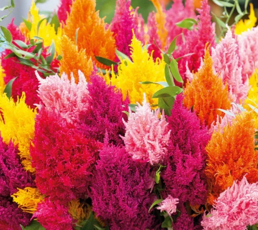 Celosia Century Mix