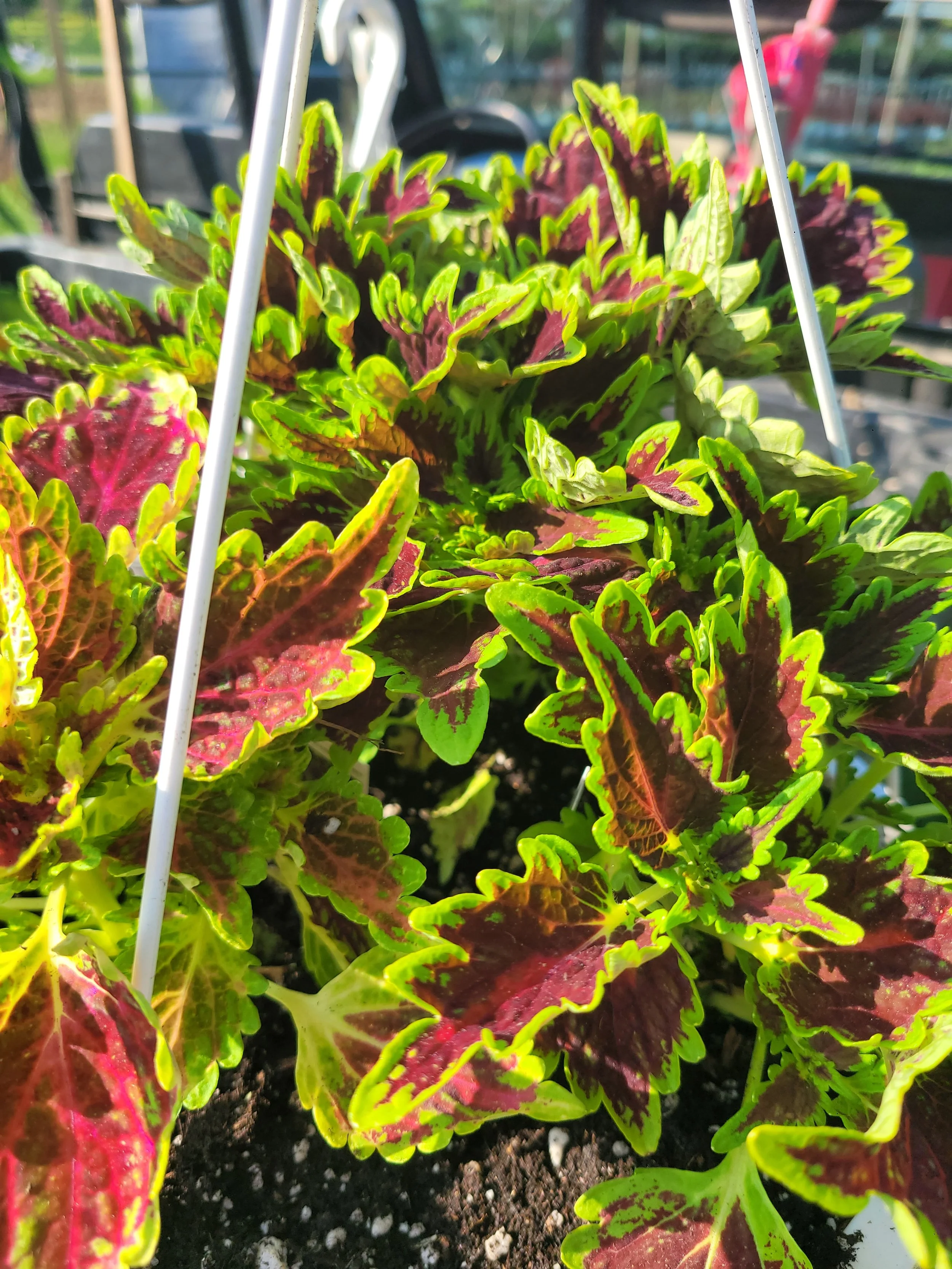 Coleus
