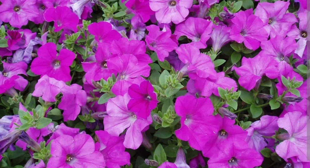 Petunia Wave Lavender