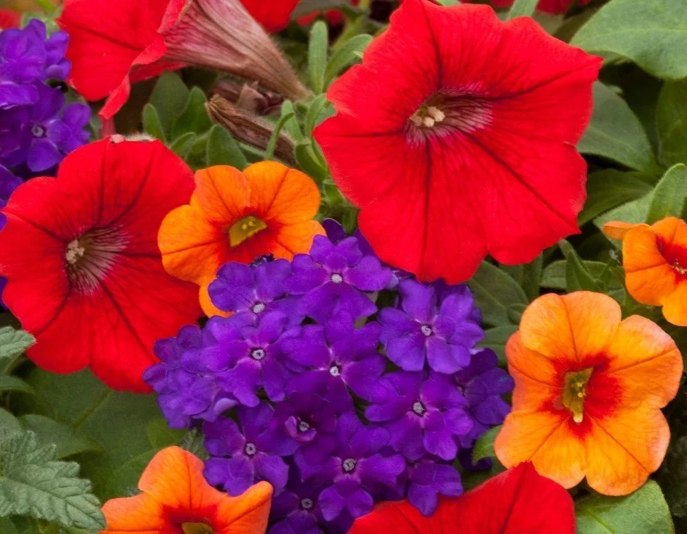 Kwik Kombo Summer Mix