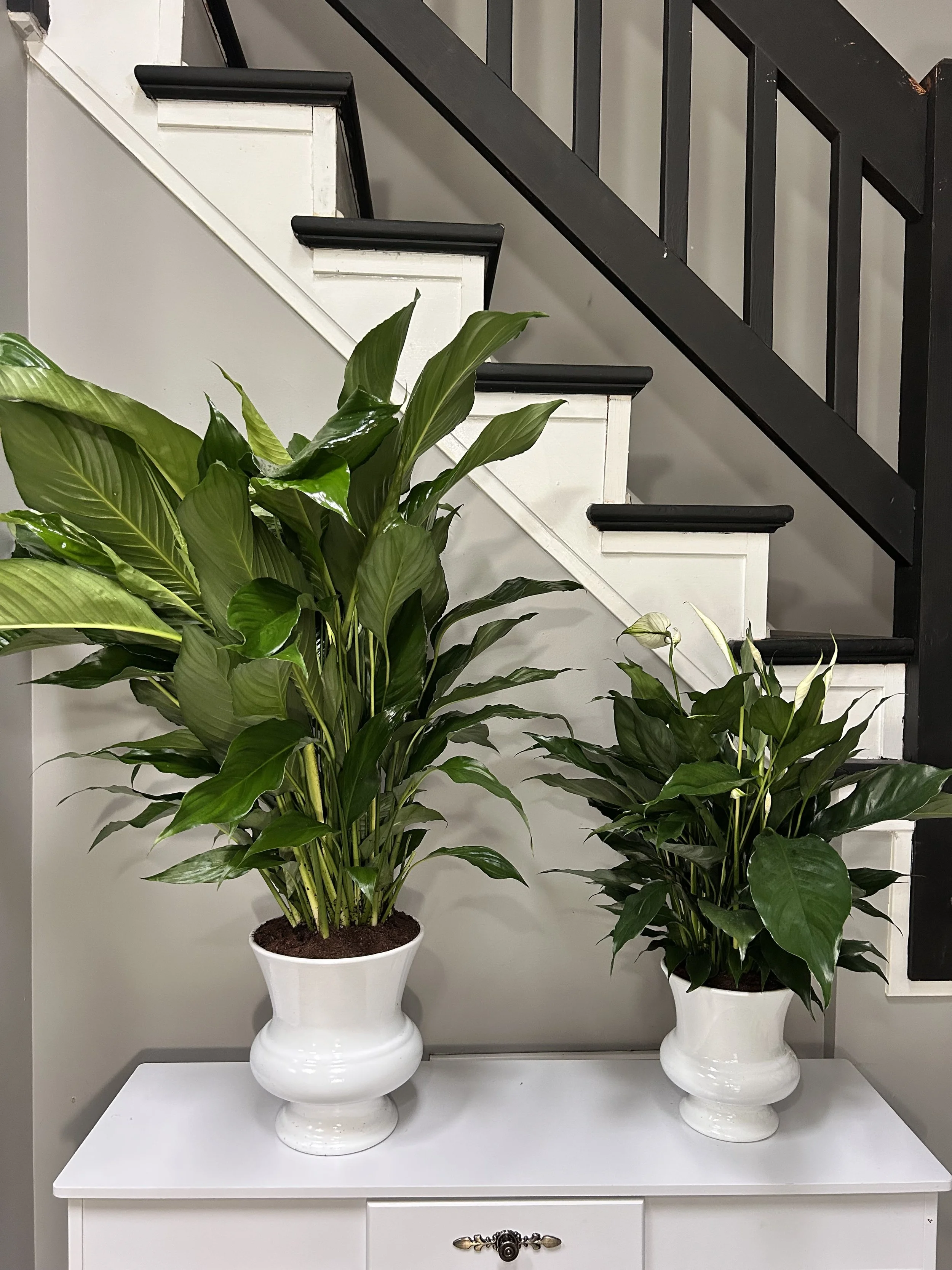 Eternal Peace Plant.jpg