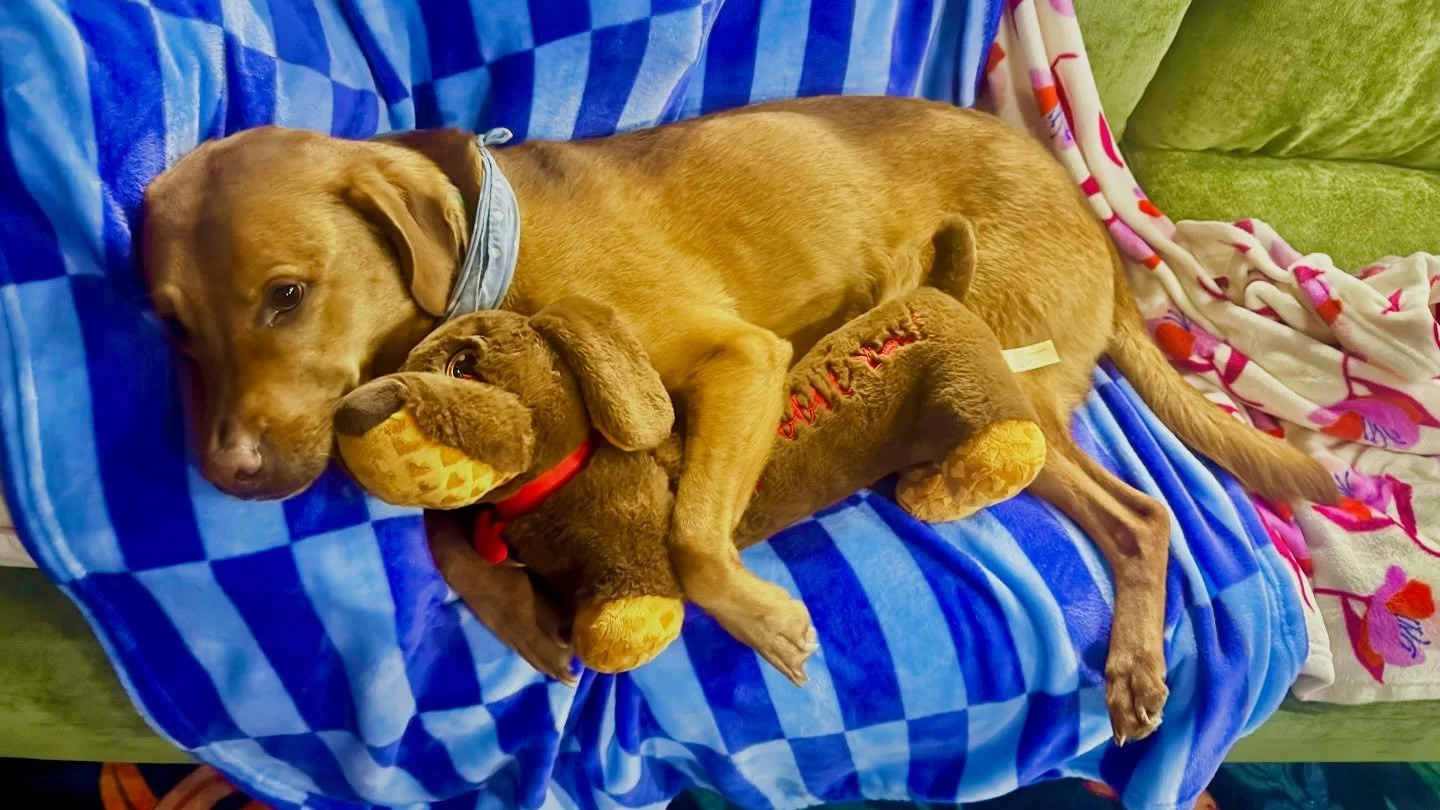 The question is&hellip;is there anything more adorable or wholesome than Atty holding his baby while he rests? 
While his sister immediately takes all the fluff out of every toy she gets, this guy has an emotional connection to all his babies and he 