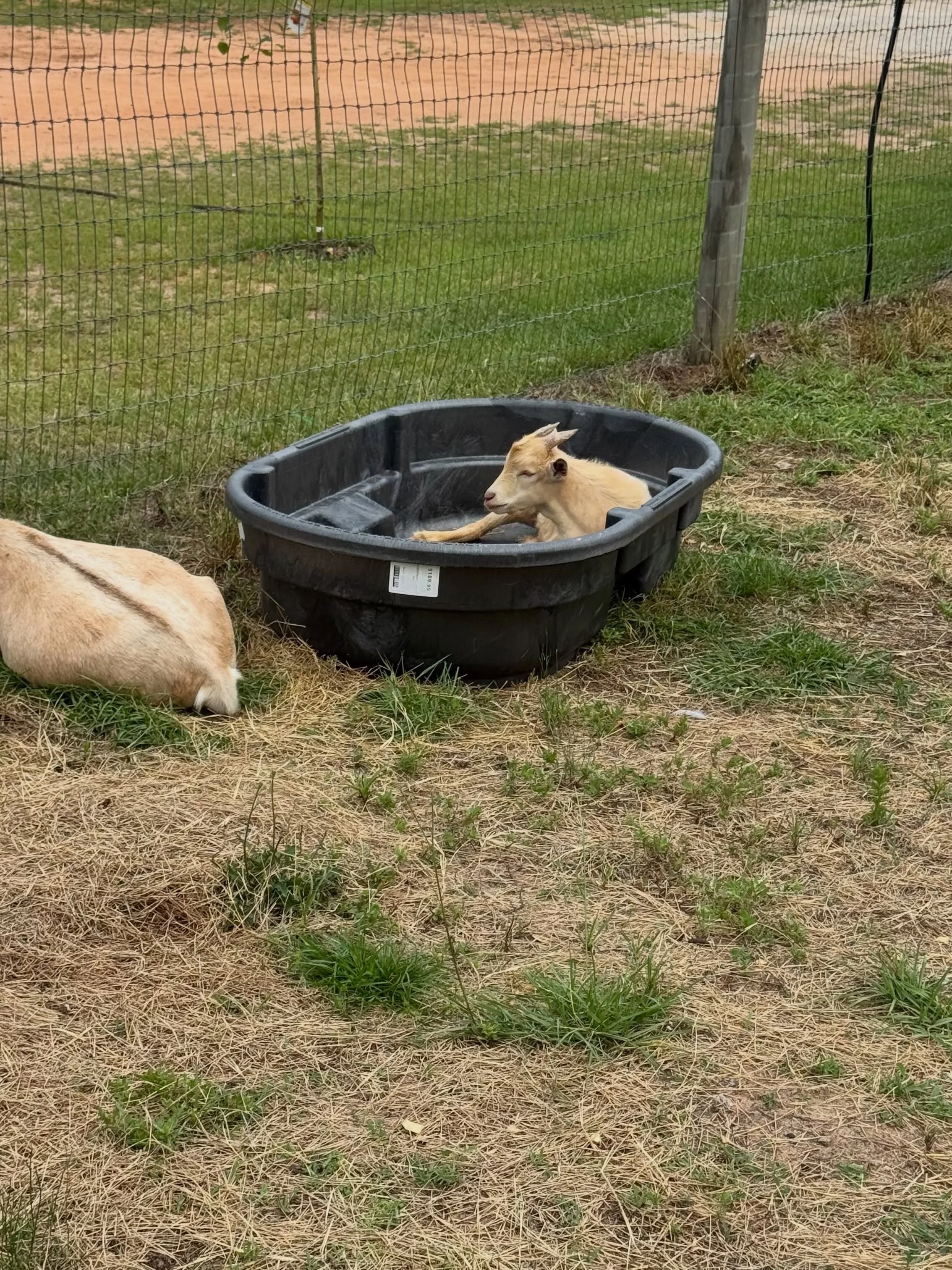 Gravy, the baby goat, is in the tub I need to use, Marshmallow was using my sleeping bag, which I use to lay out in the field with the animals, and then moved herself on over INTO the cooling pool, and I have a new project that I&rsquo;m working on n