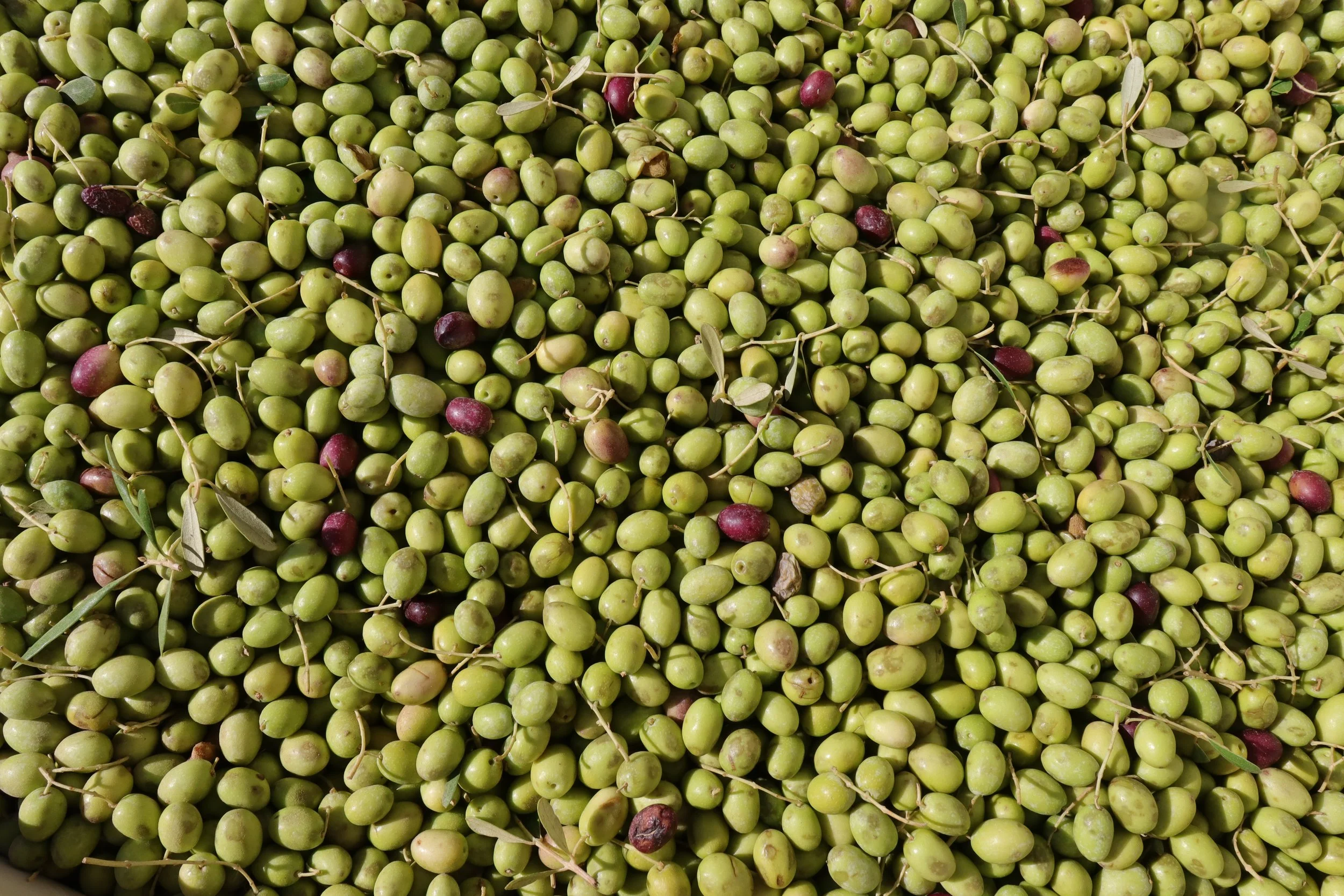 Olivepalooza Harvest Festival