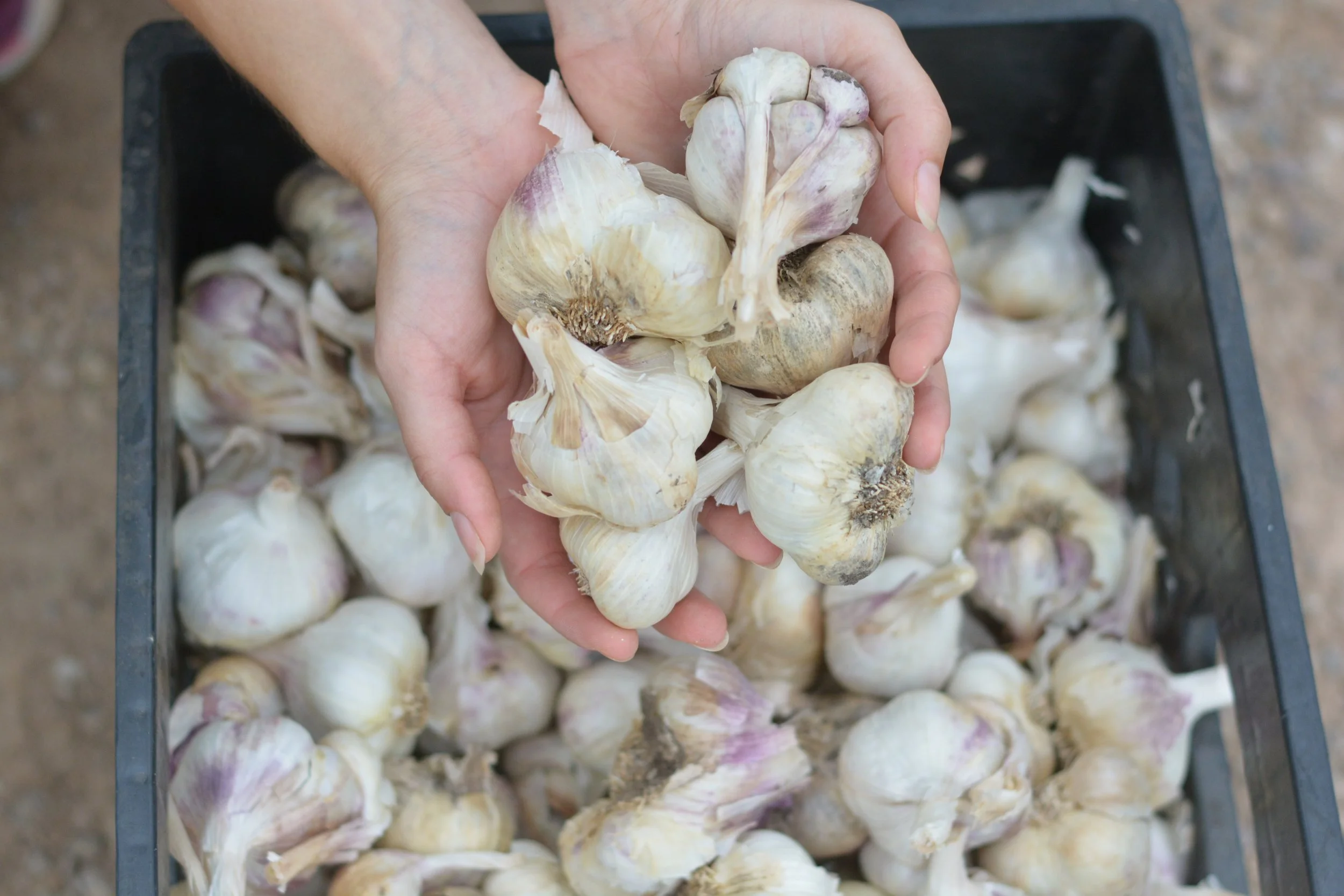 11th Annual Garlic Fest: Weekend 1