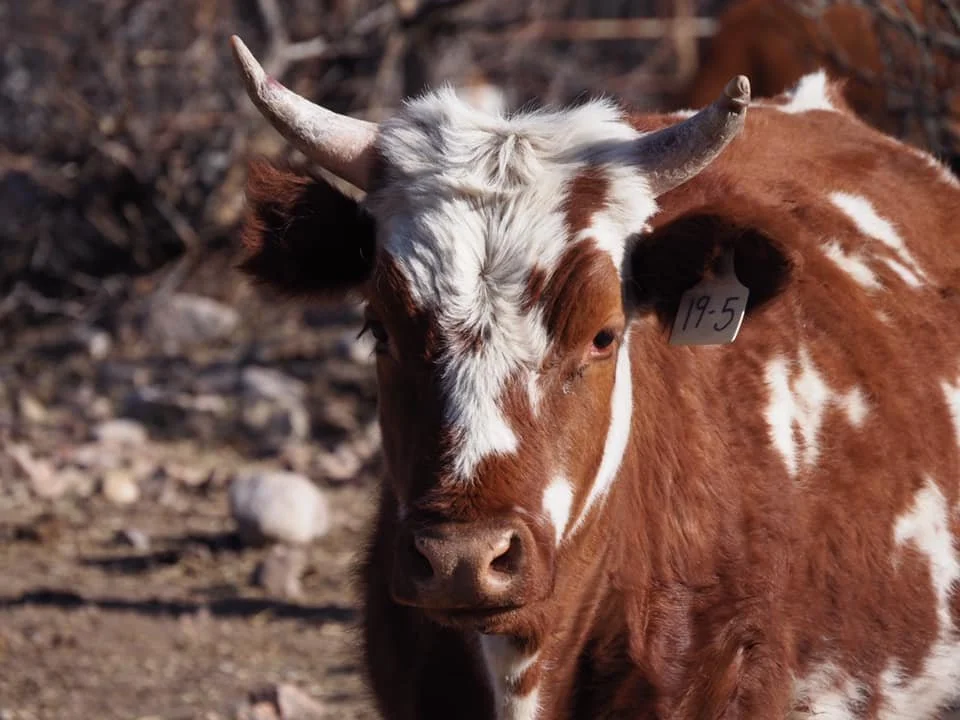 Criollo Cattle as a Solution for Ecosystem Regeneration 