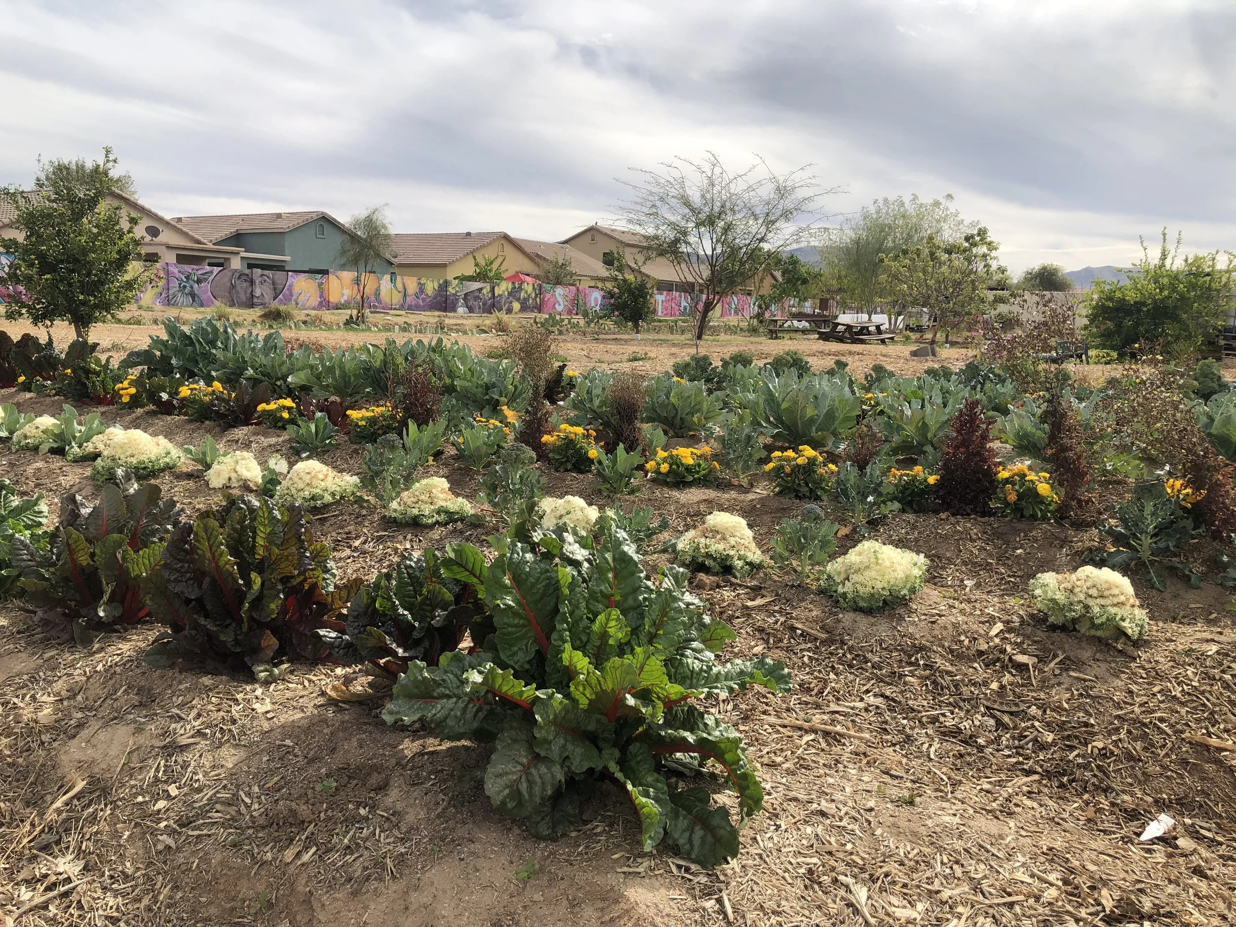  South Phoenix’s Historical Roots in Food and Agriculture