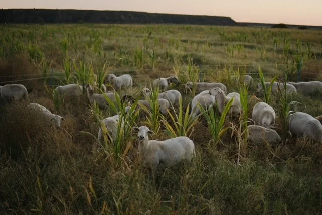 What is Regenerative Agriculture, and What Does it Look Like in Arizona?