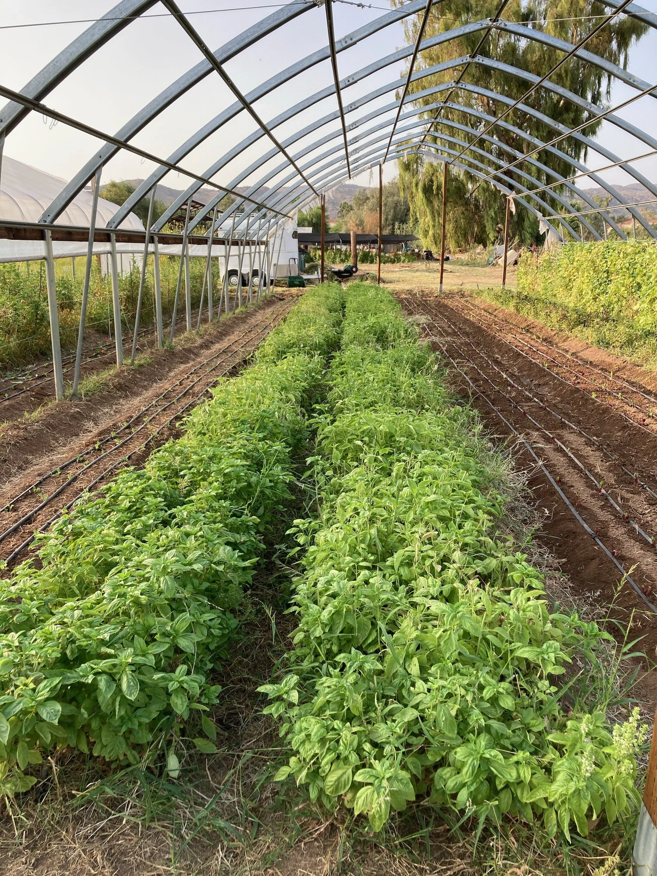 Successfully Placing Maya’s Farmland into a Conservation Easement