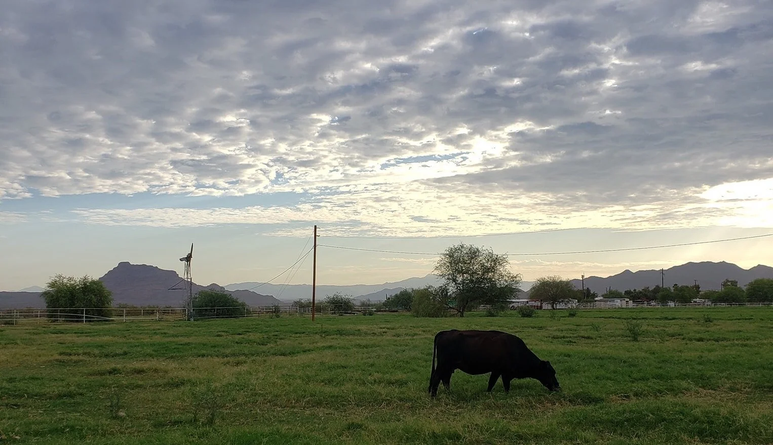 Cow, red mountains, peaceful serenity