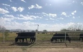 Happy cows enjoying the sunshine