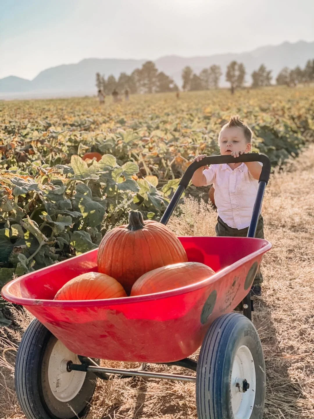 Apple Annie’s Orchard is a prime spot for picking your own pumpkins and an October day of family fun.